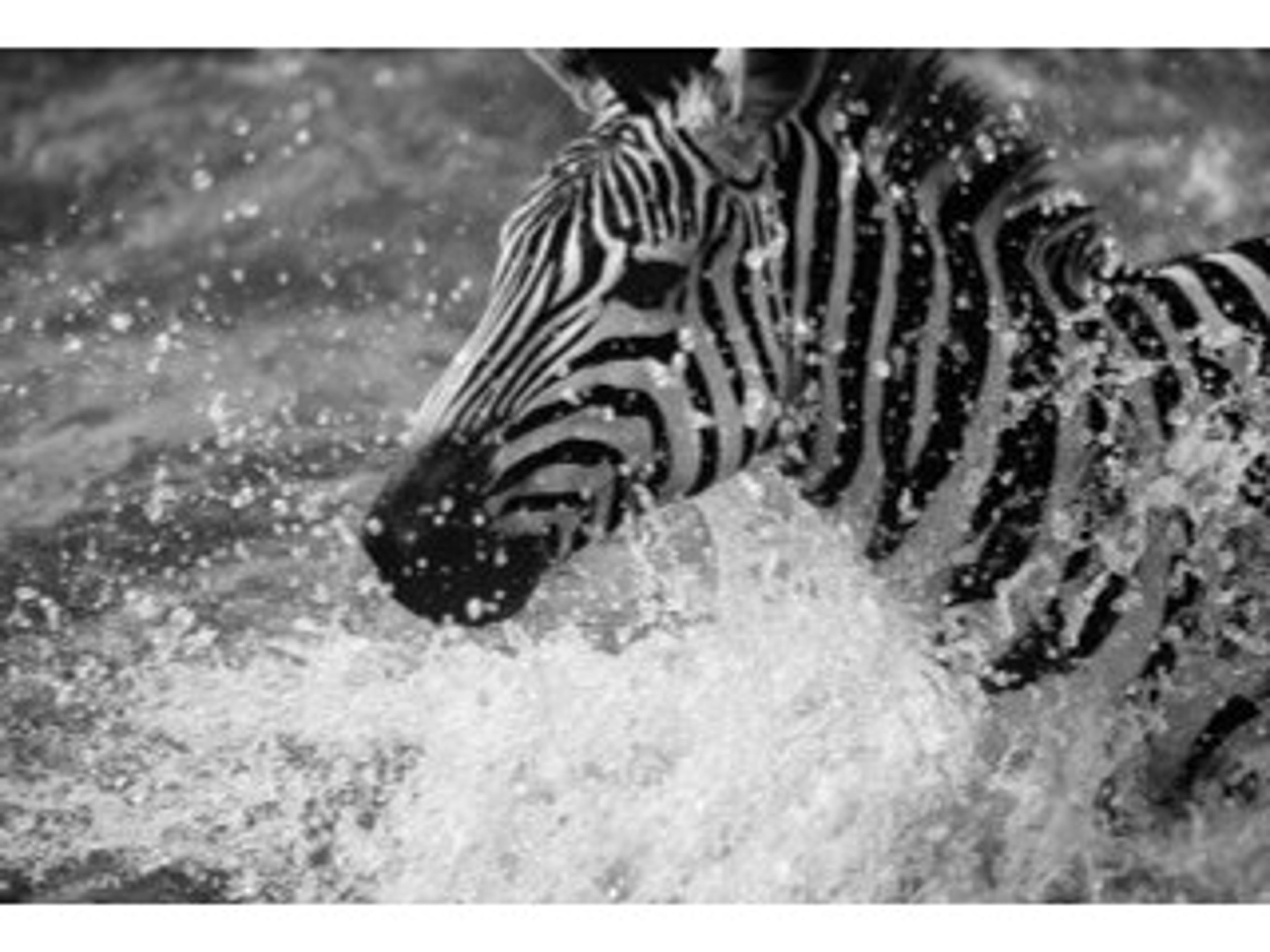 Daleno Fun and Free II Wall Art