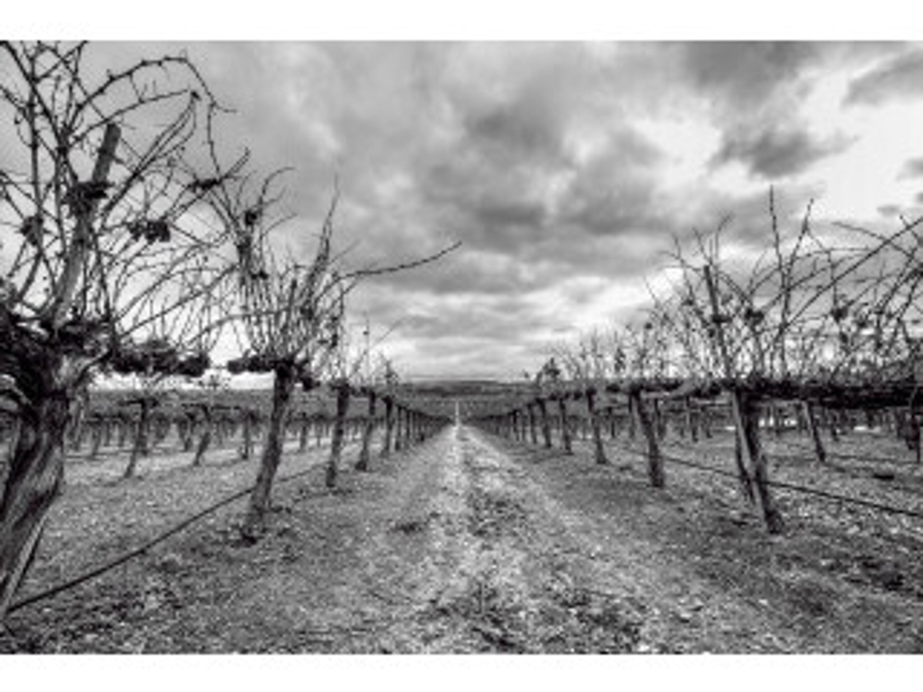 Daleno After Harvest Wall Art