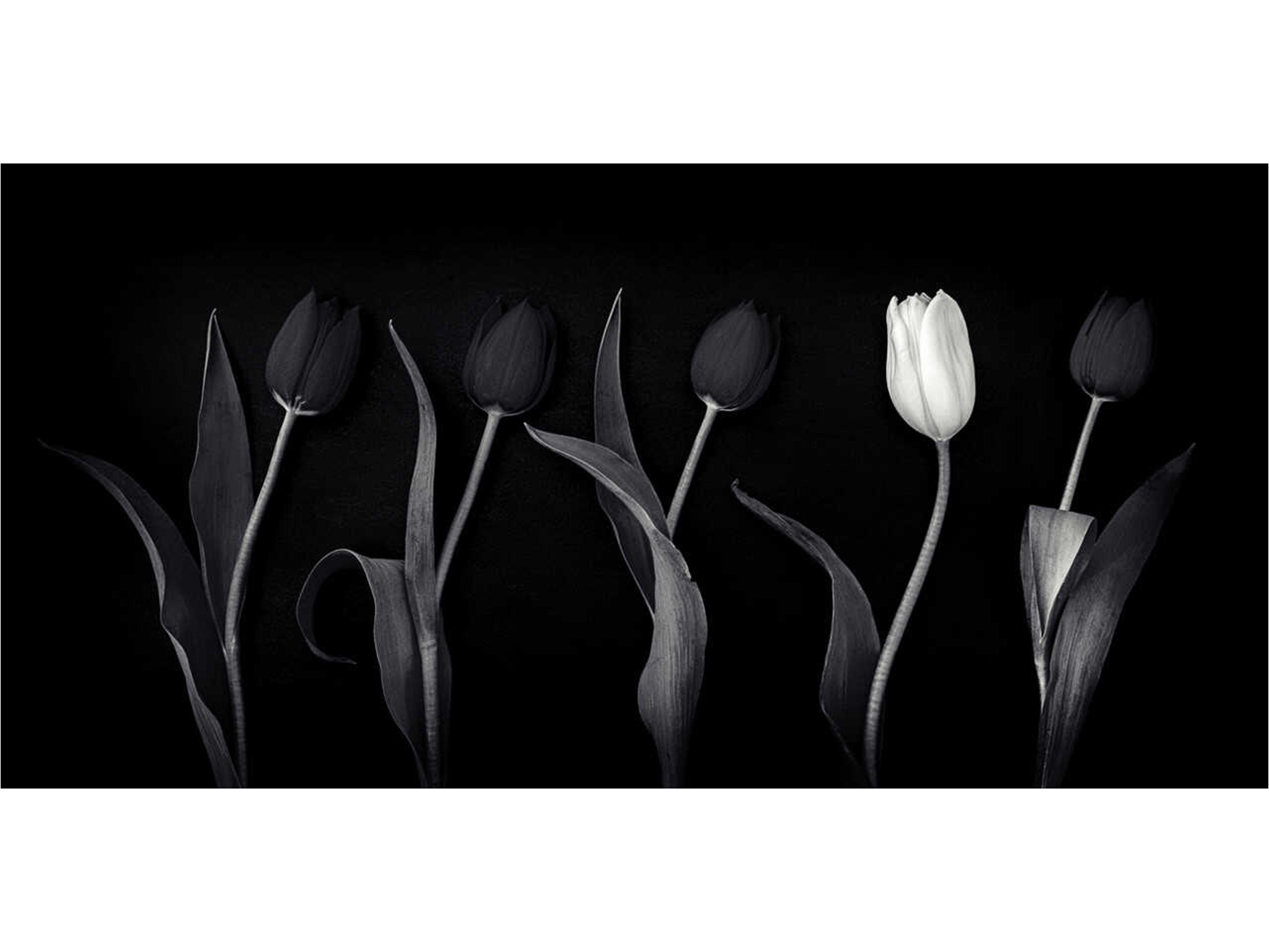 One White Tulip II Wall Art