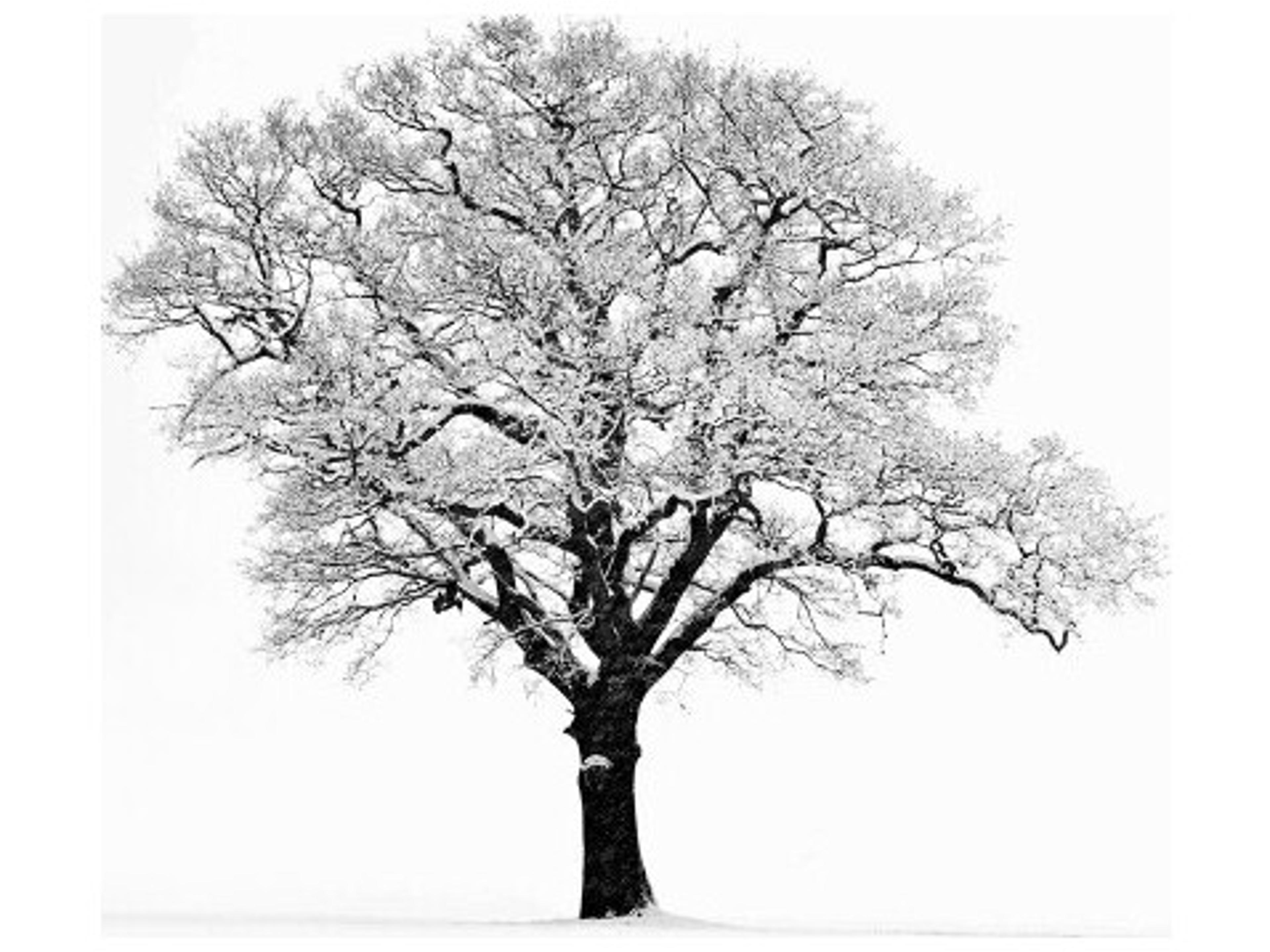 Daleno Almost April Wall Art