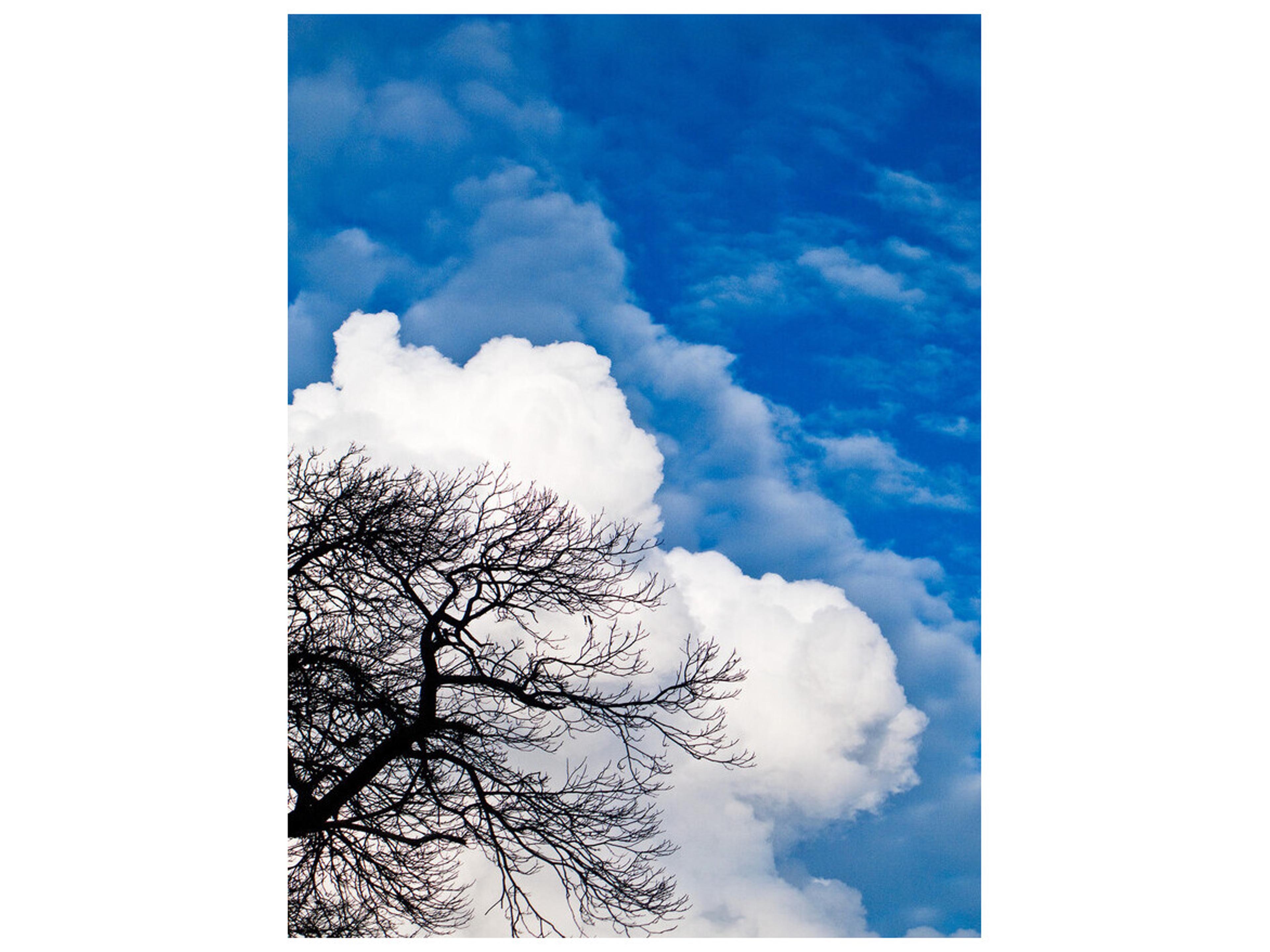 Encased Branches I Wall Art