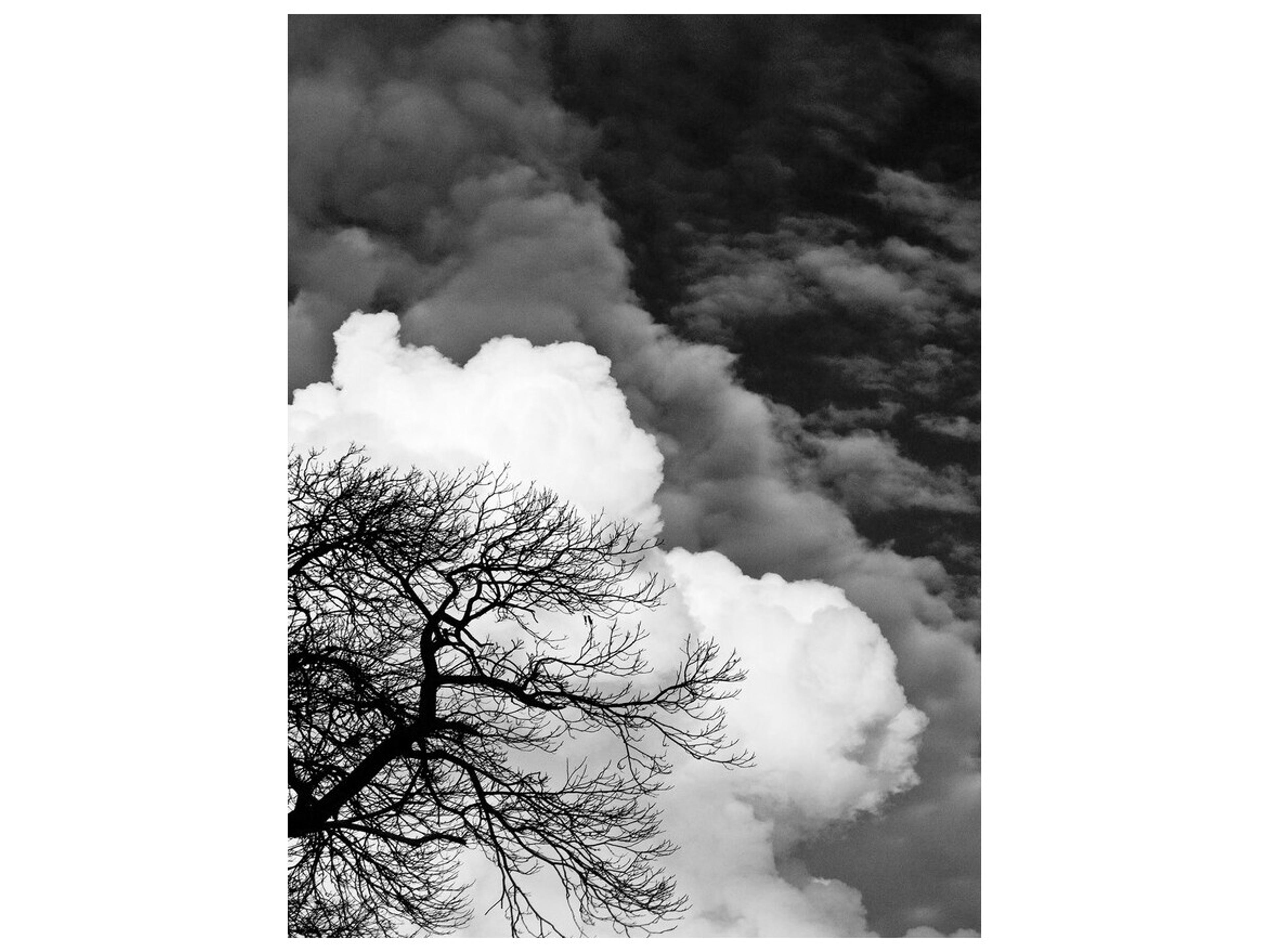 Daleno Encased Branches II Wall Art