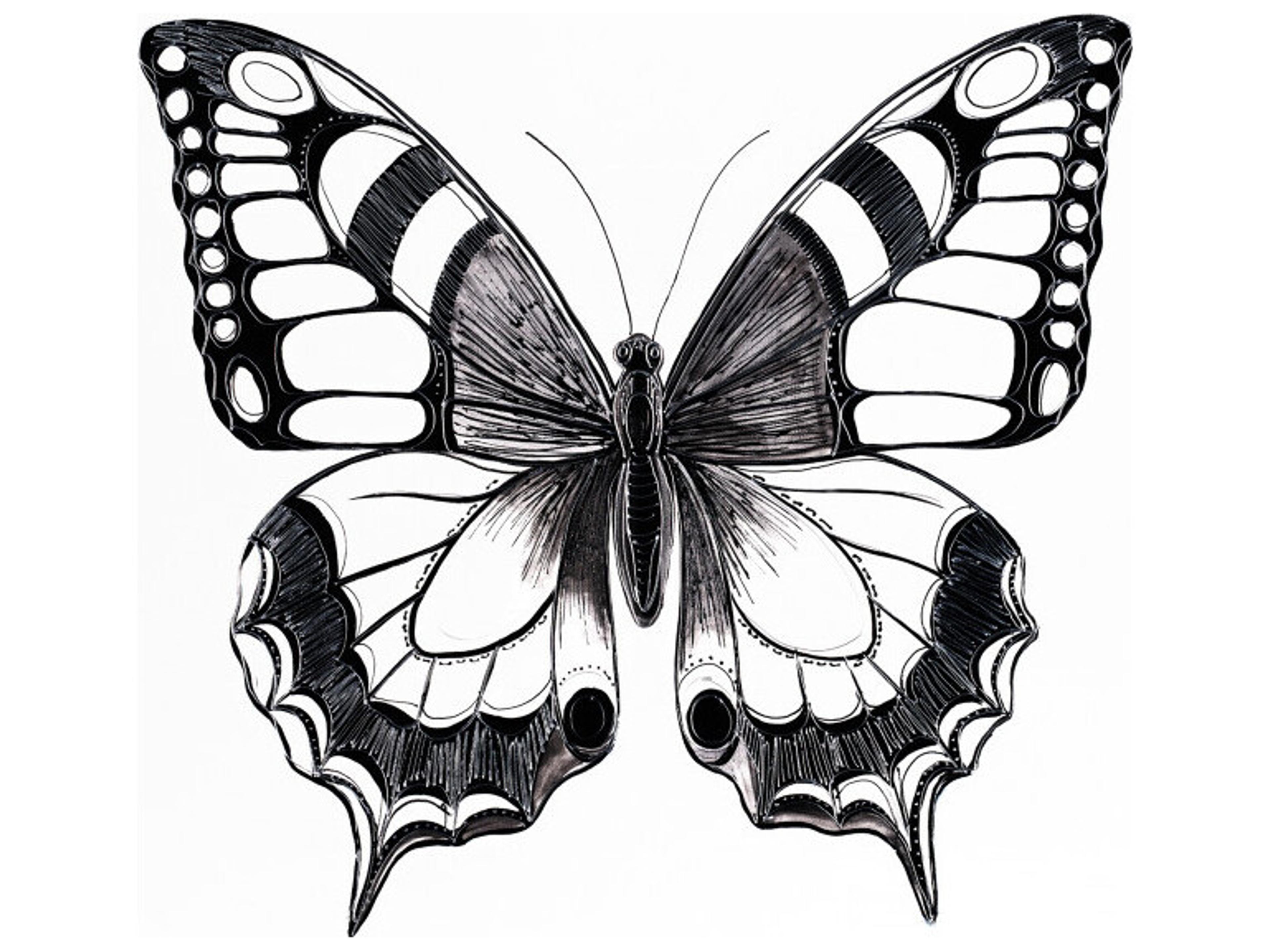 Study of Flying Wall Art