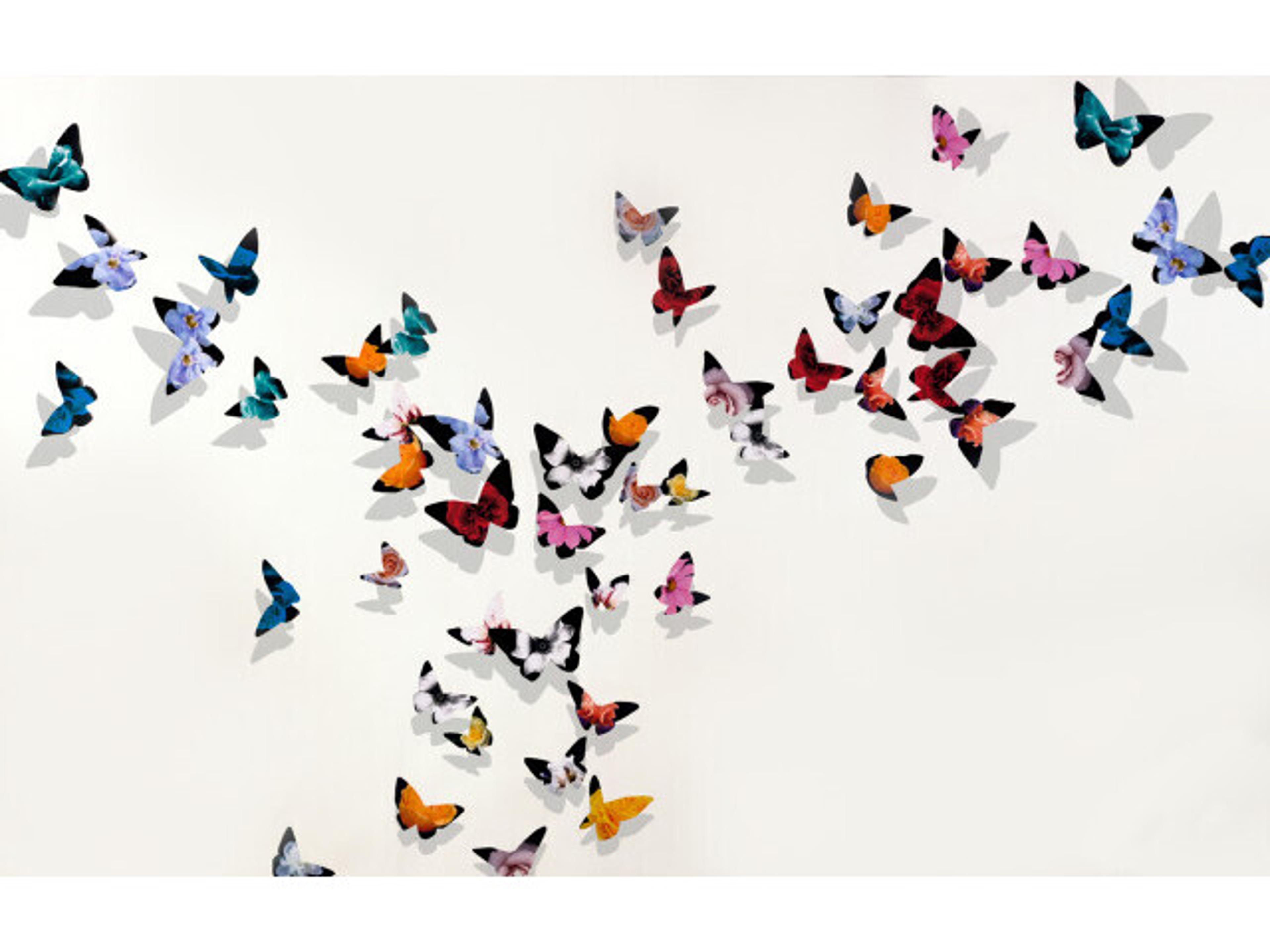 A Phoenix of Flutter Wall Art