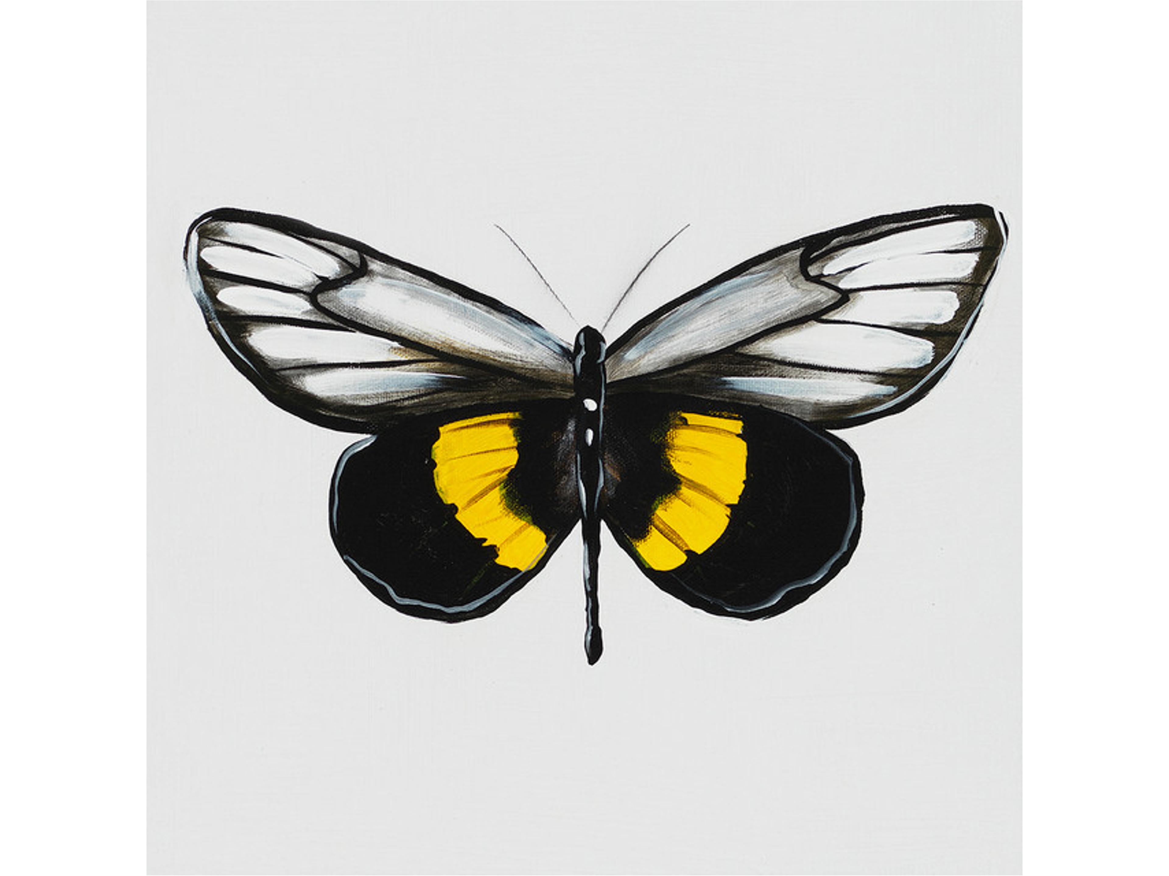 Daleno Animals of the Sky XII Wall Art