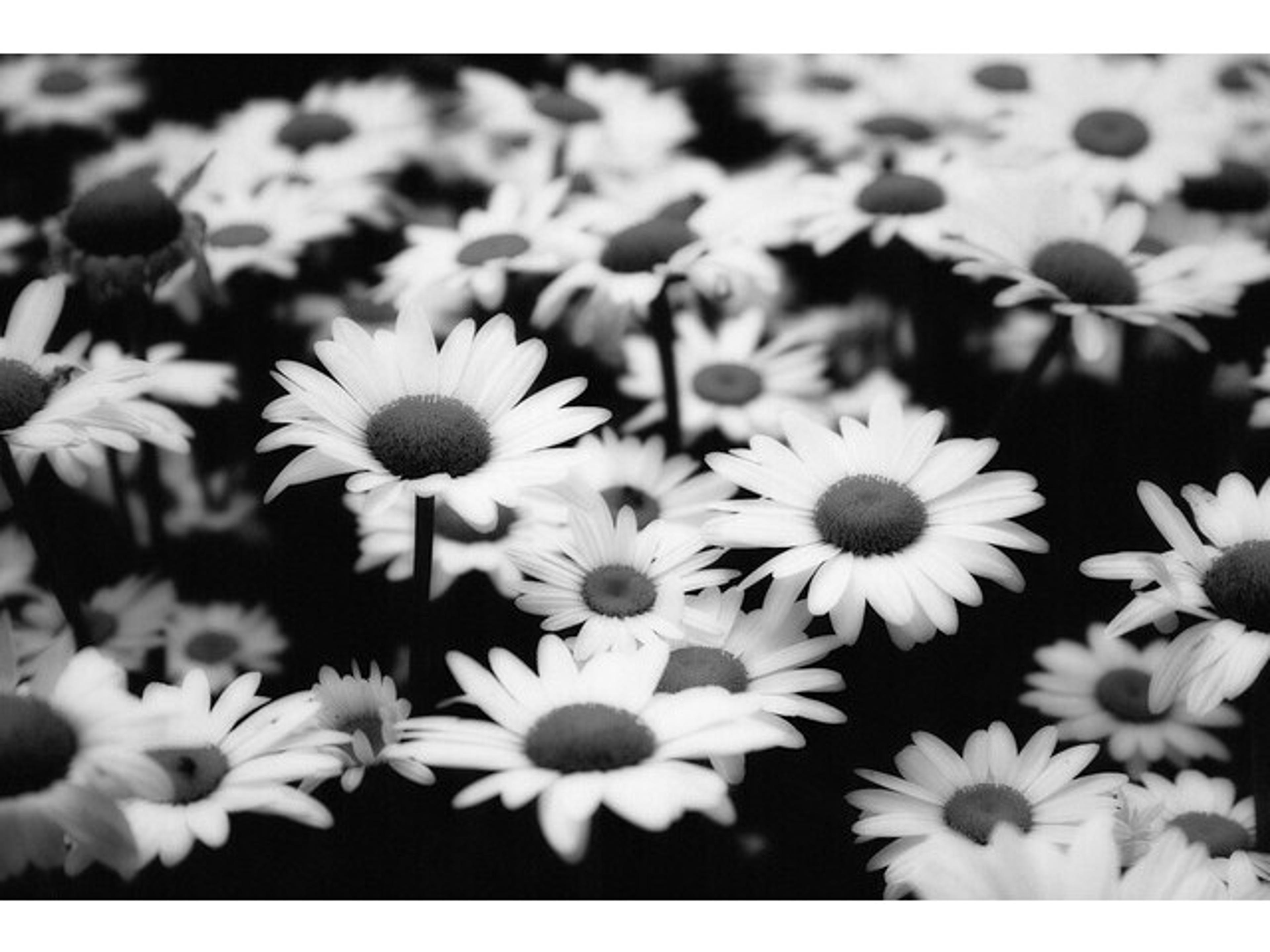 Daleno Pretty Daisy Picks I Wall Art