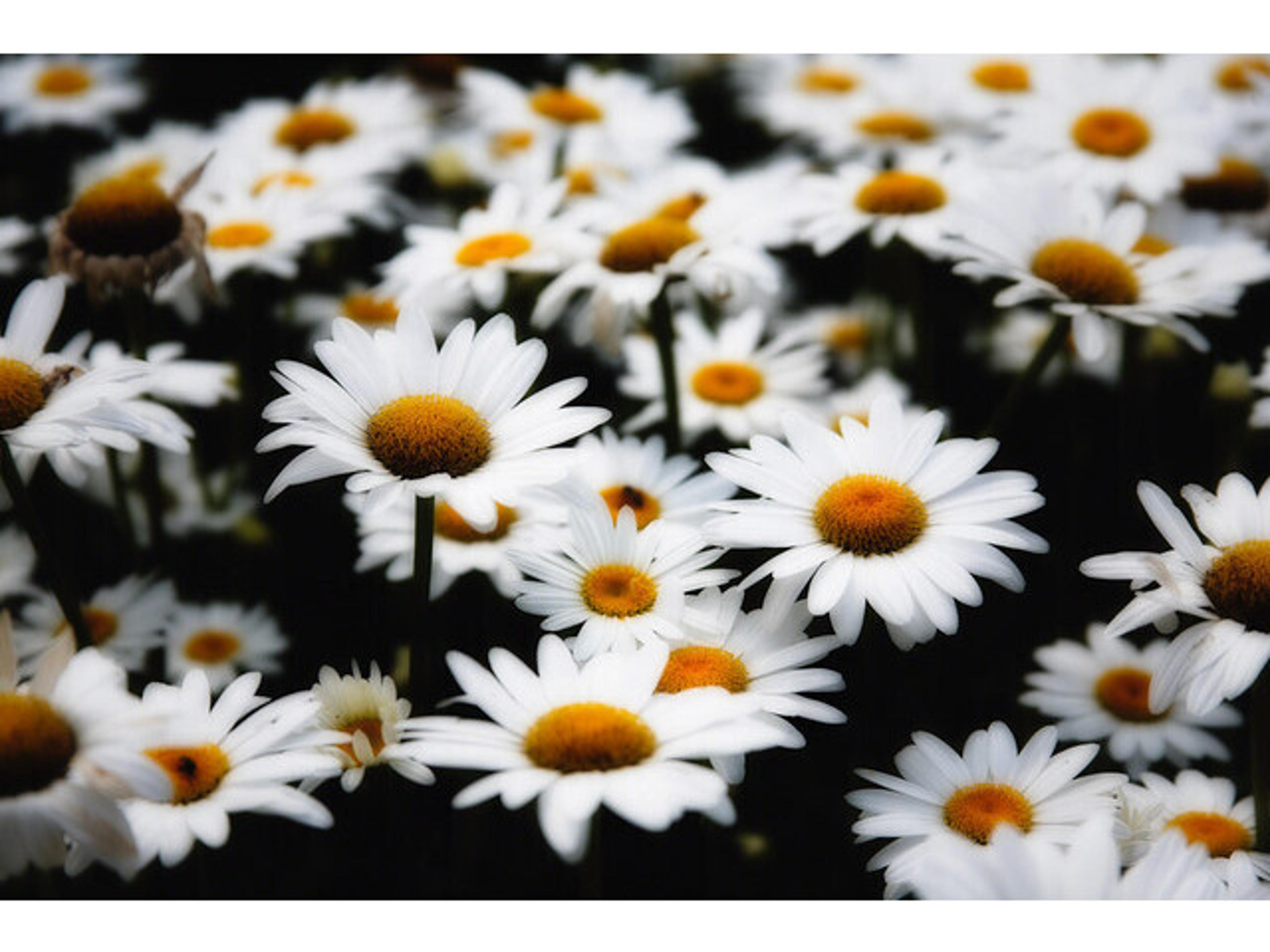 Pretty Daisy Picks II Wall Art