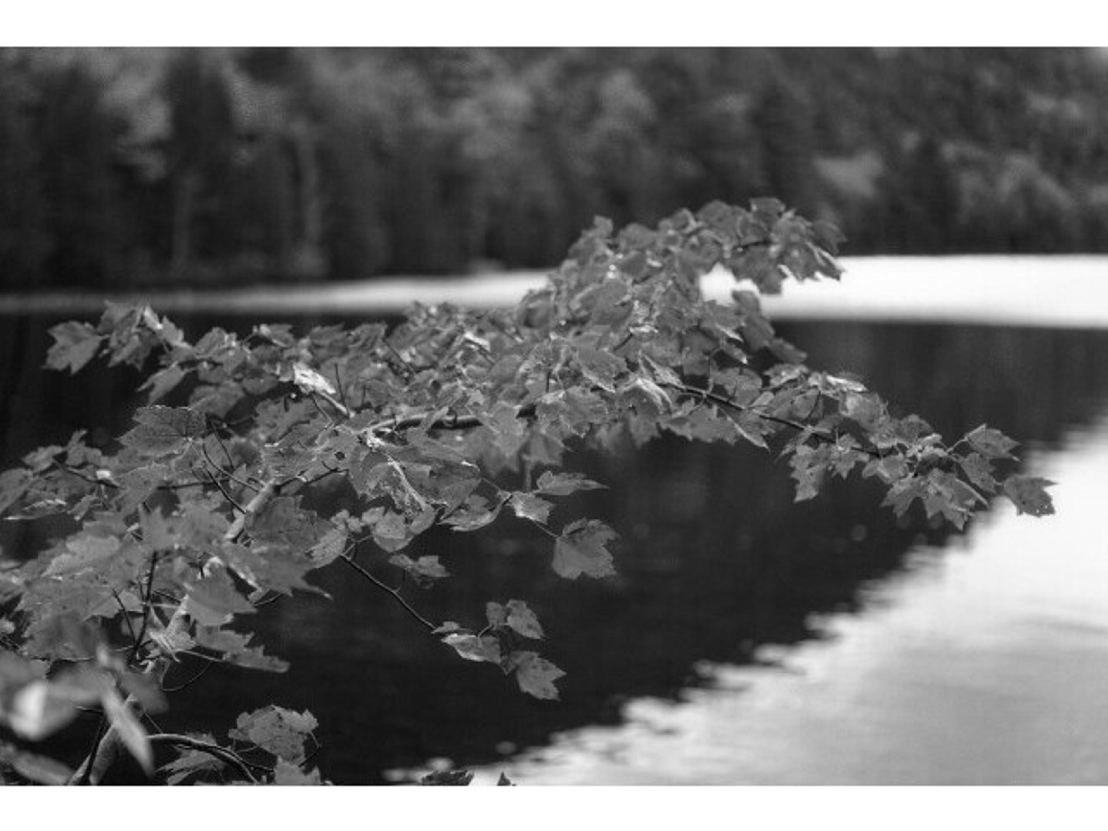 Lake View I Wall Art