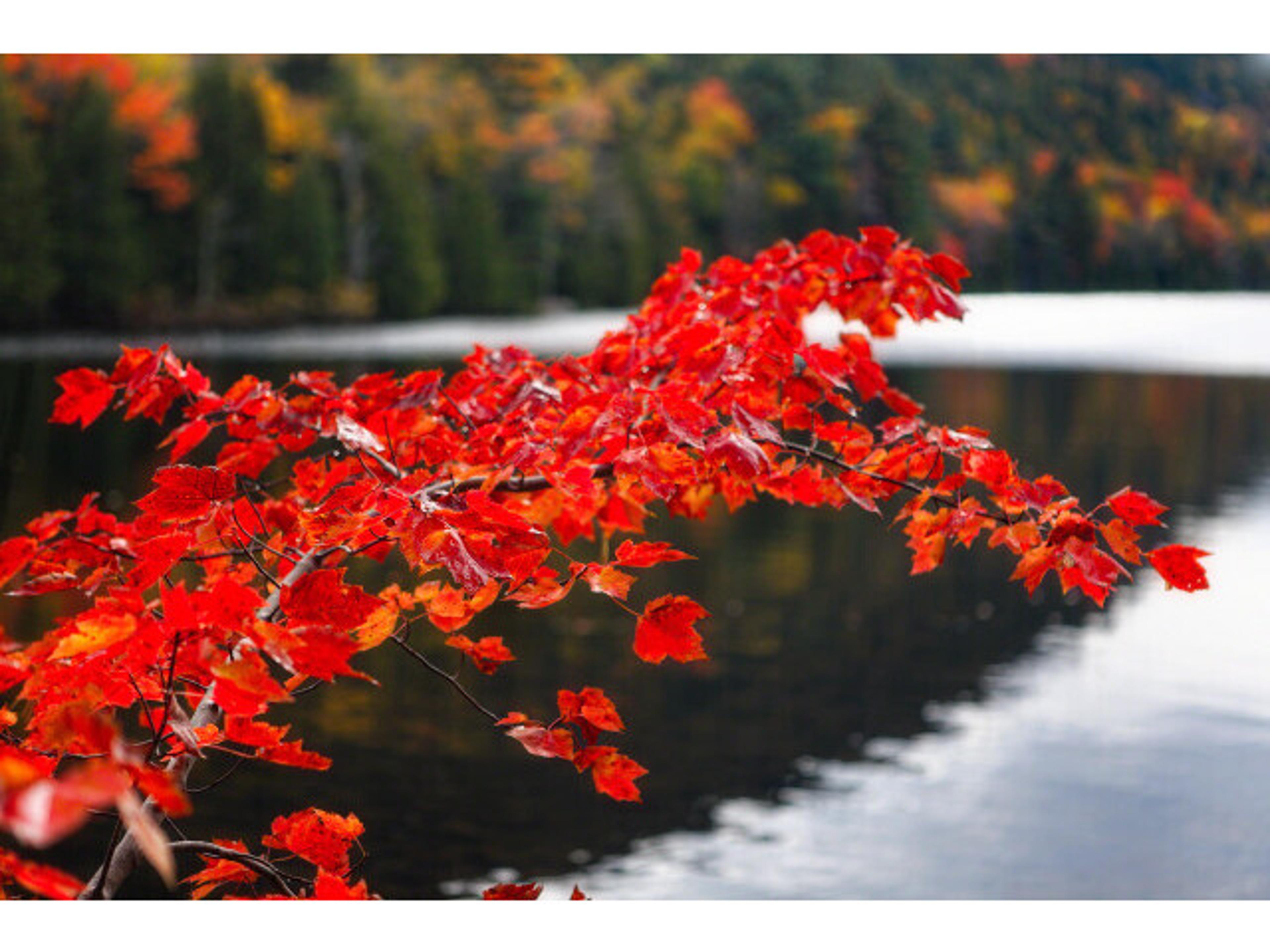 Daleno Lake View II Wall Art