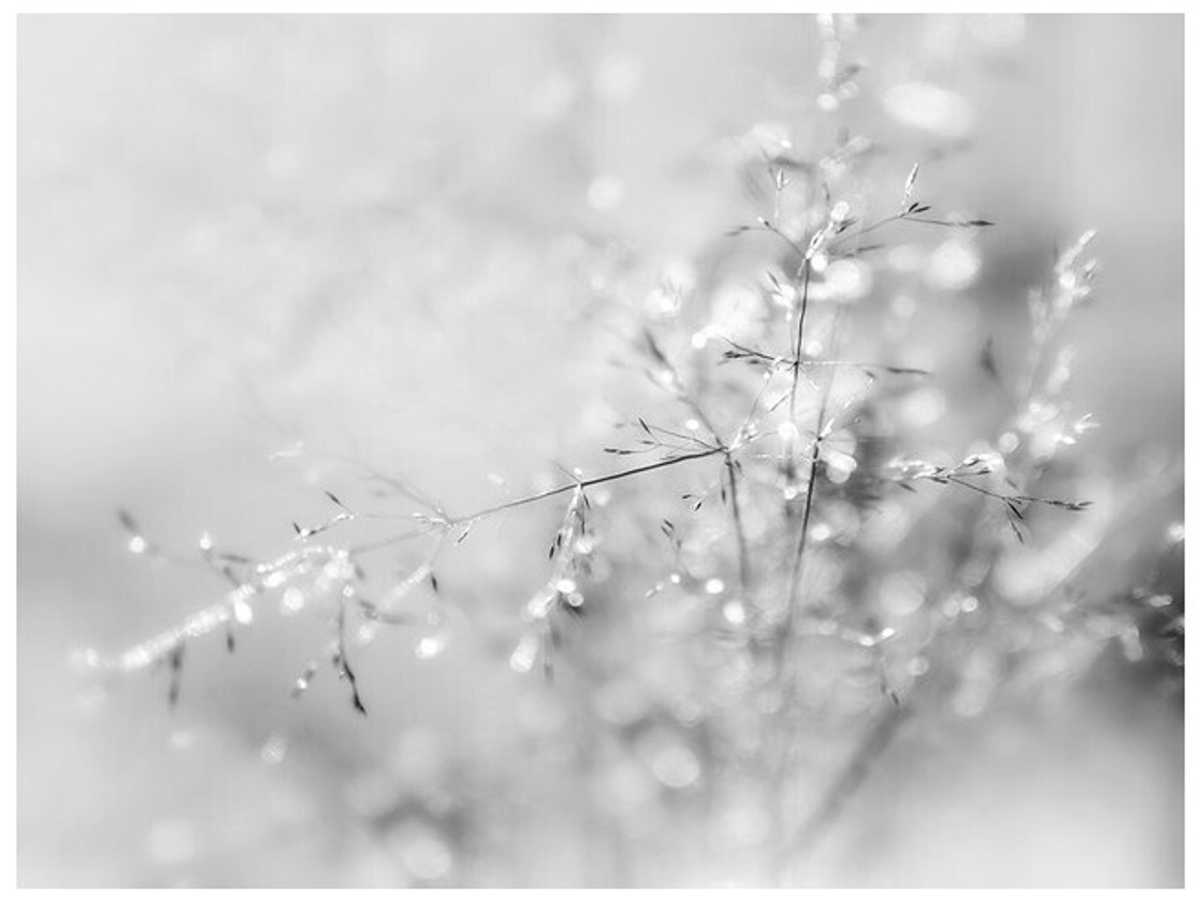 Silver Dash Wall Art