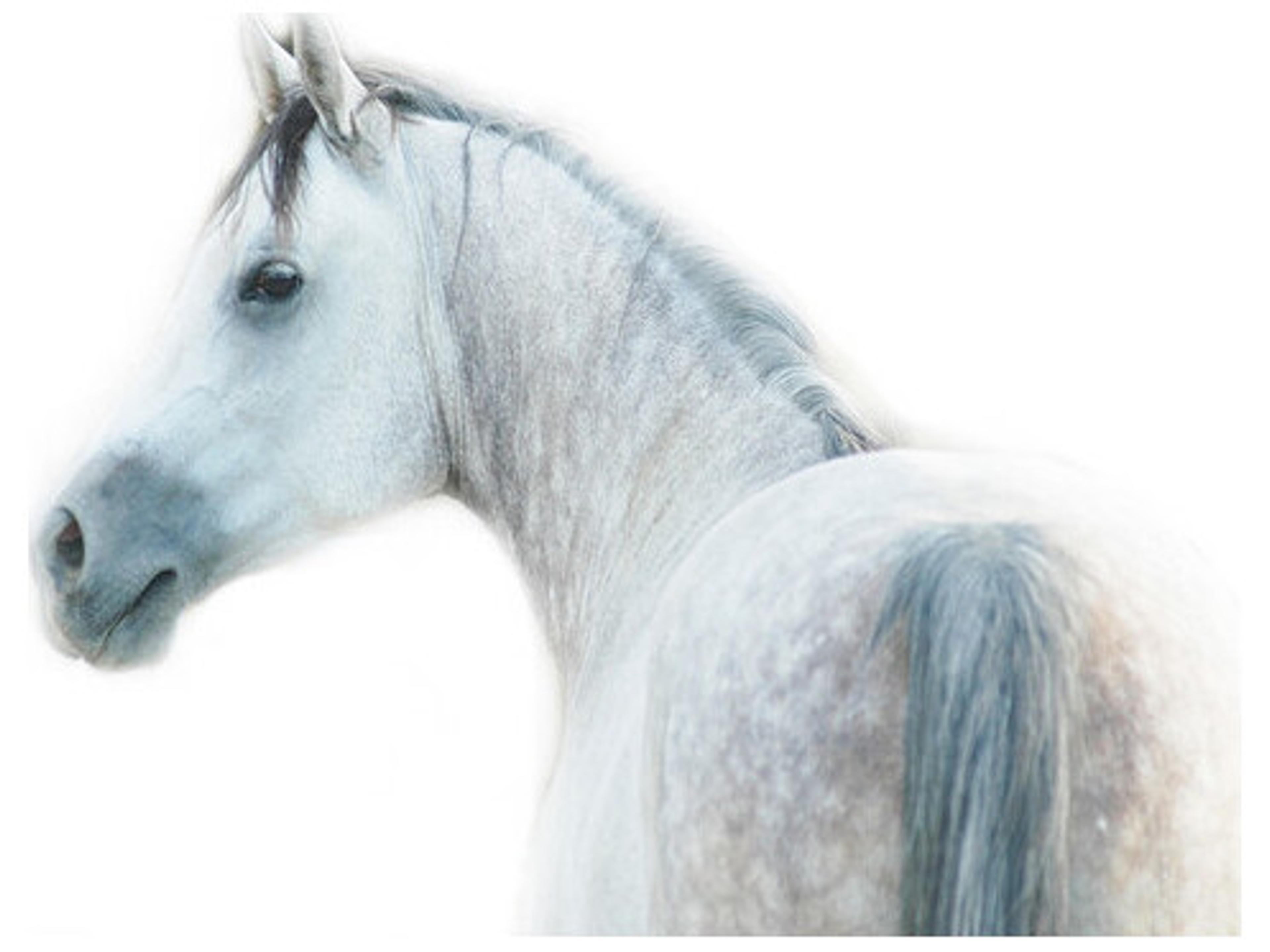 Daleno Arctic Wall Art