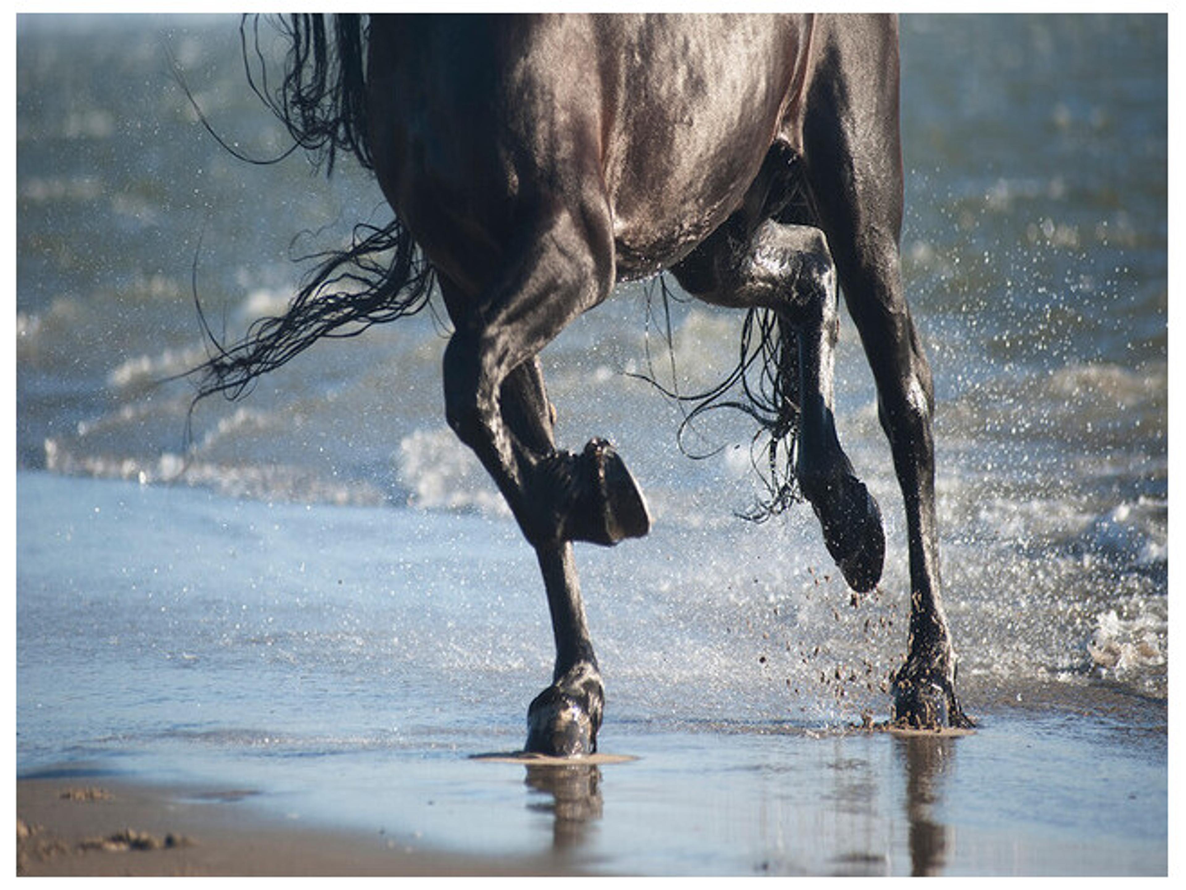 Daleno Afternoon Gallop Wall Art