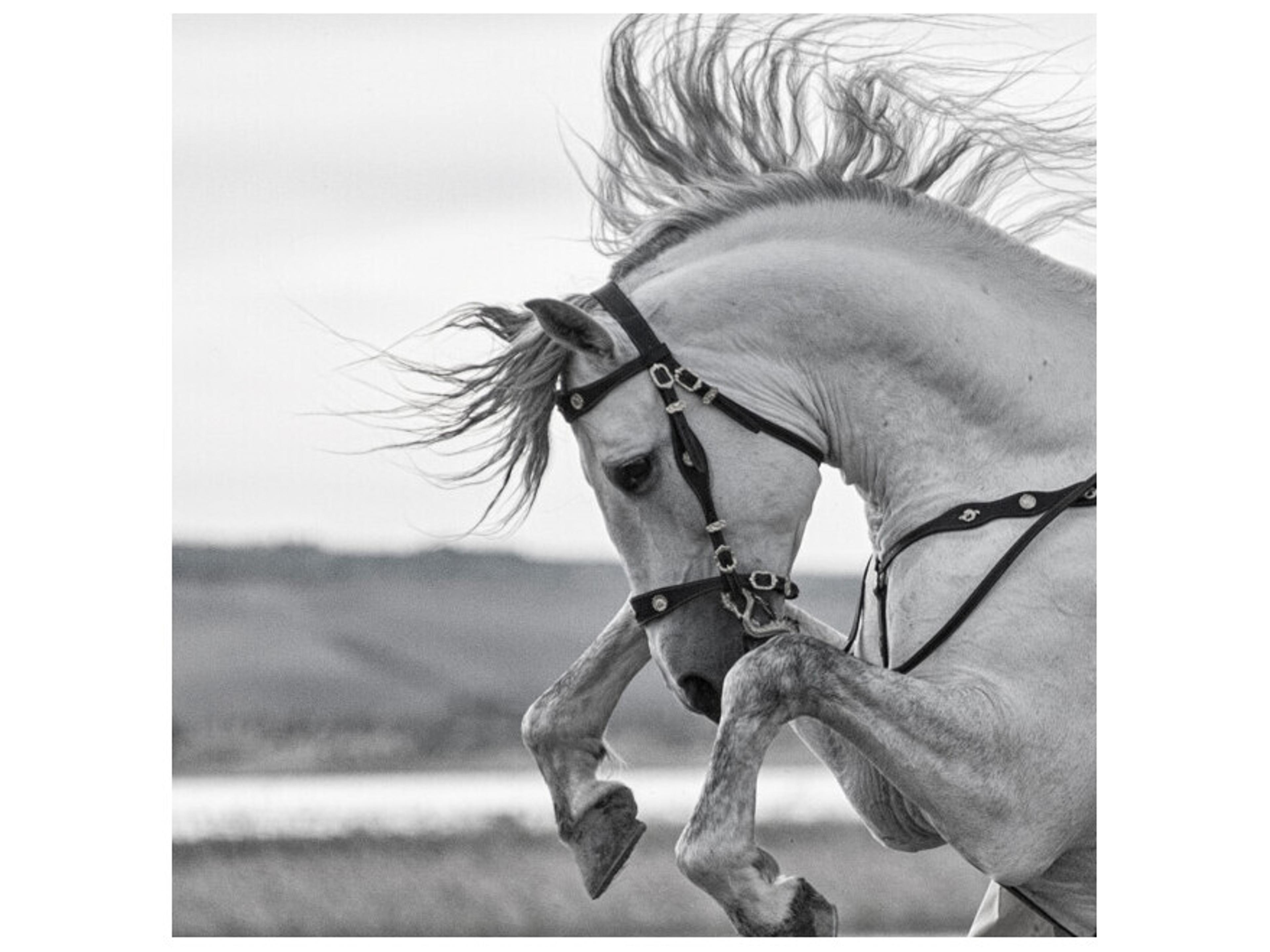 Daleno Champion Stance Wall Art