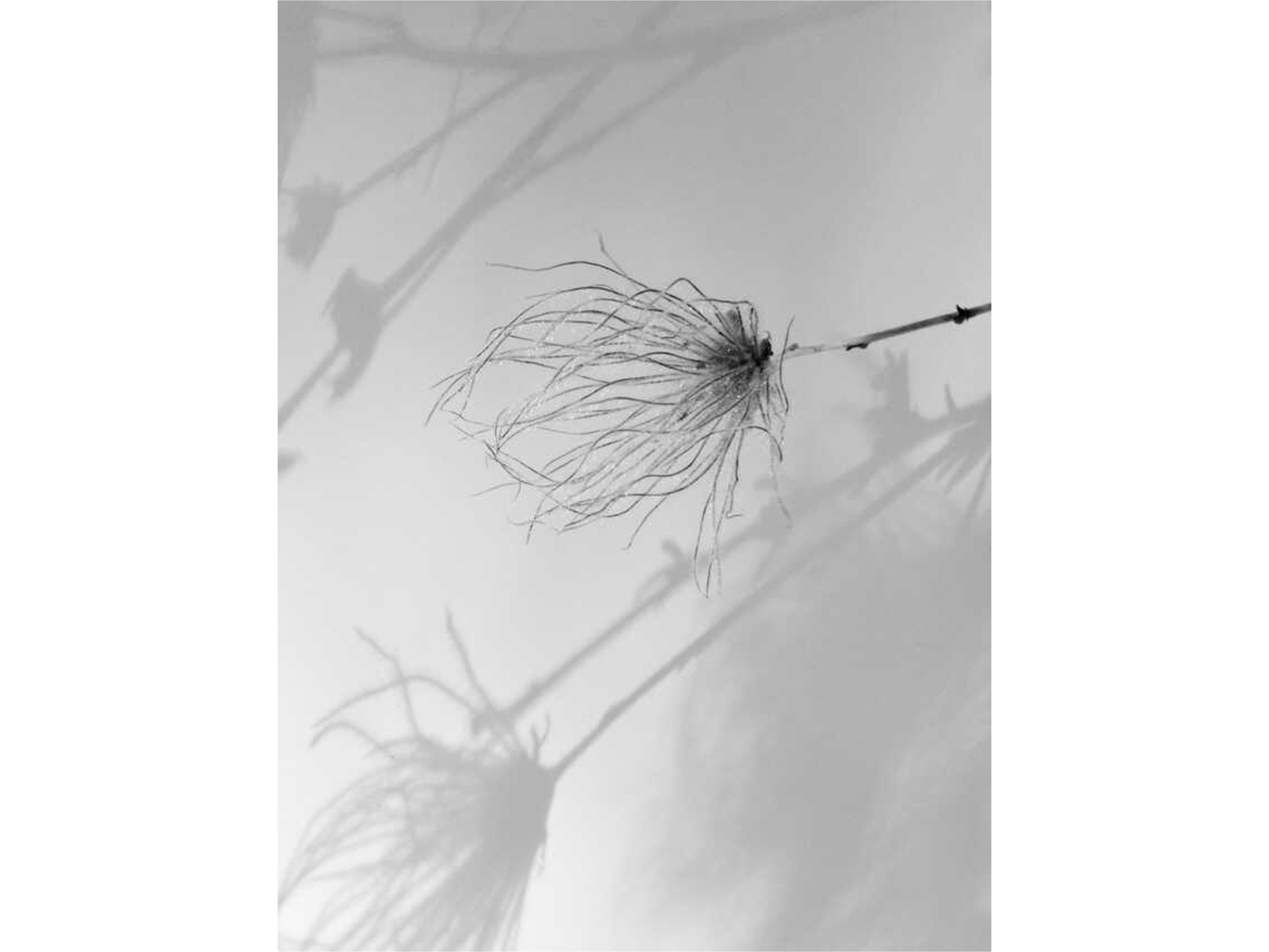 Transparent Foliage I Wall Art