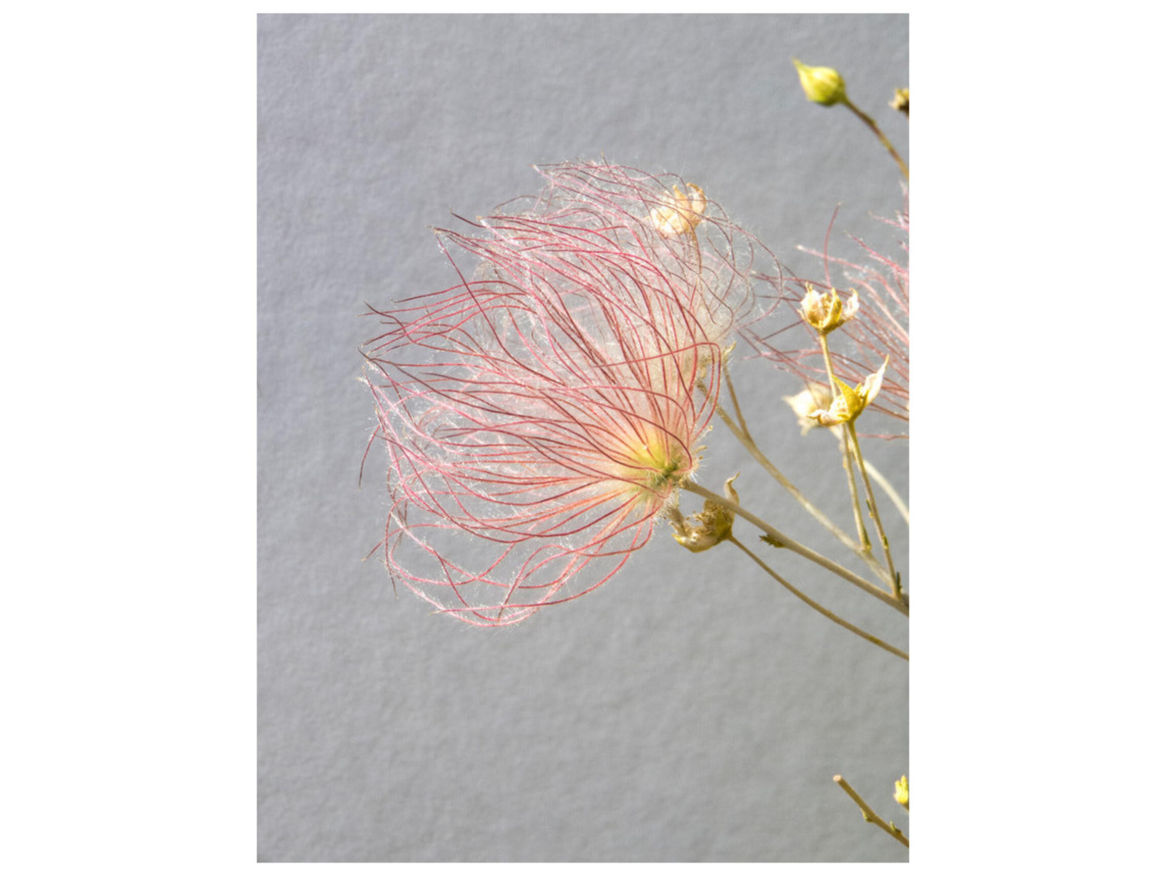 Transparent Foliage III Wall Art