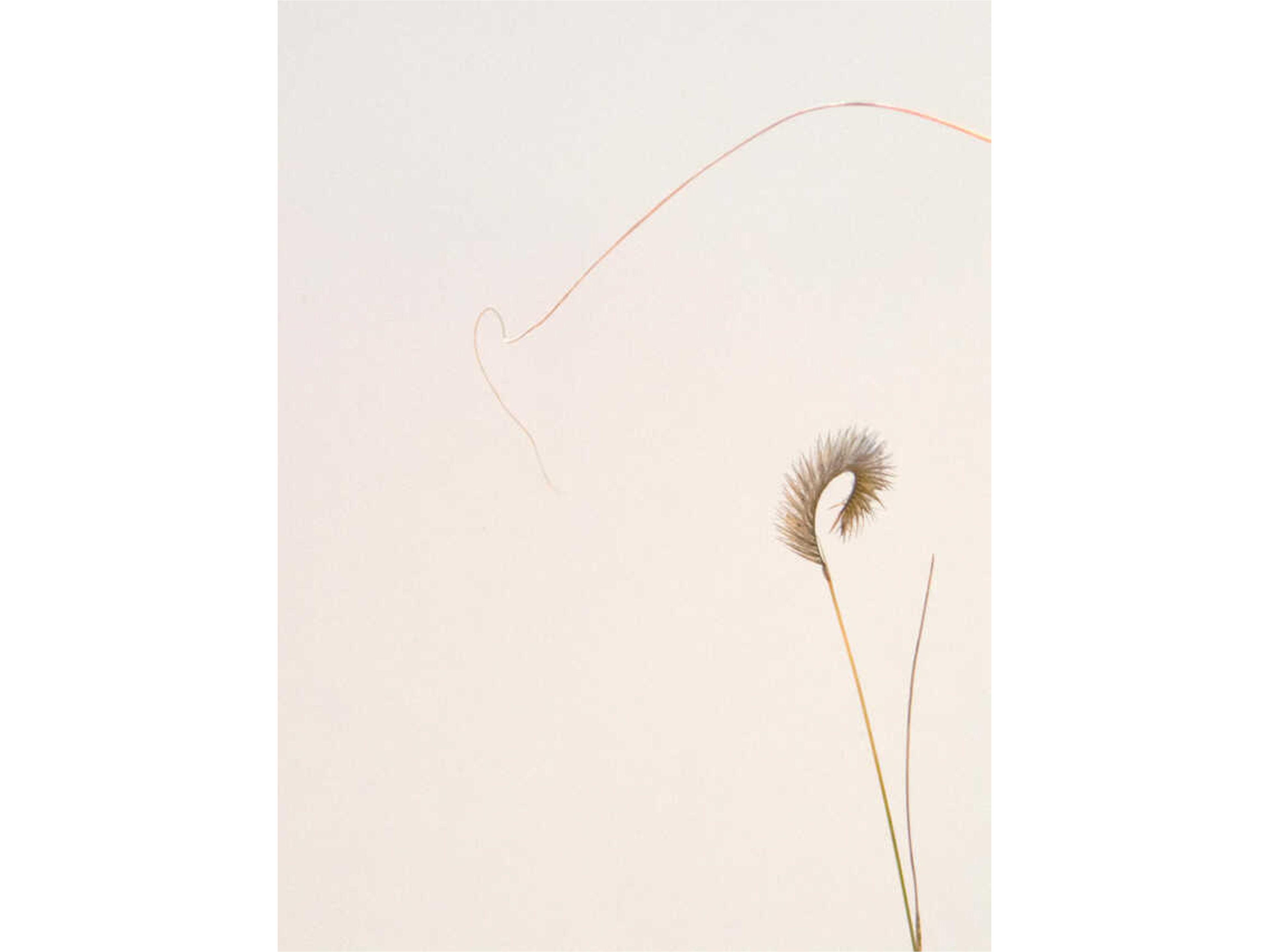 Poised Petals II Wall Art