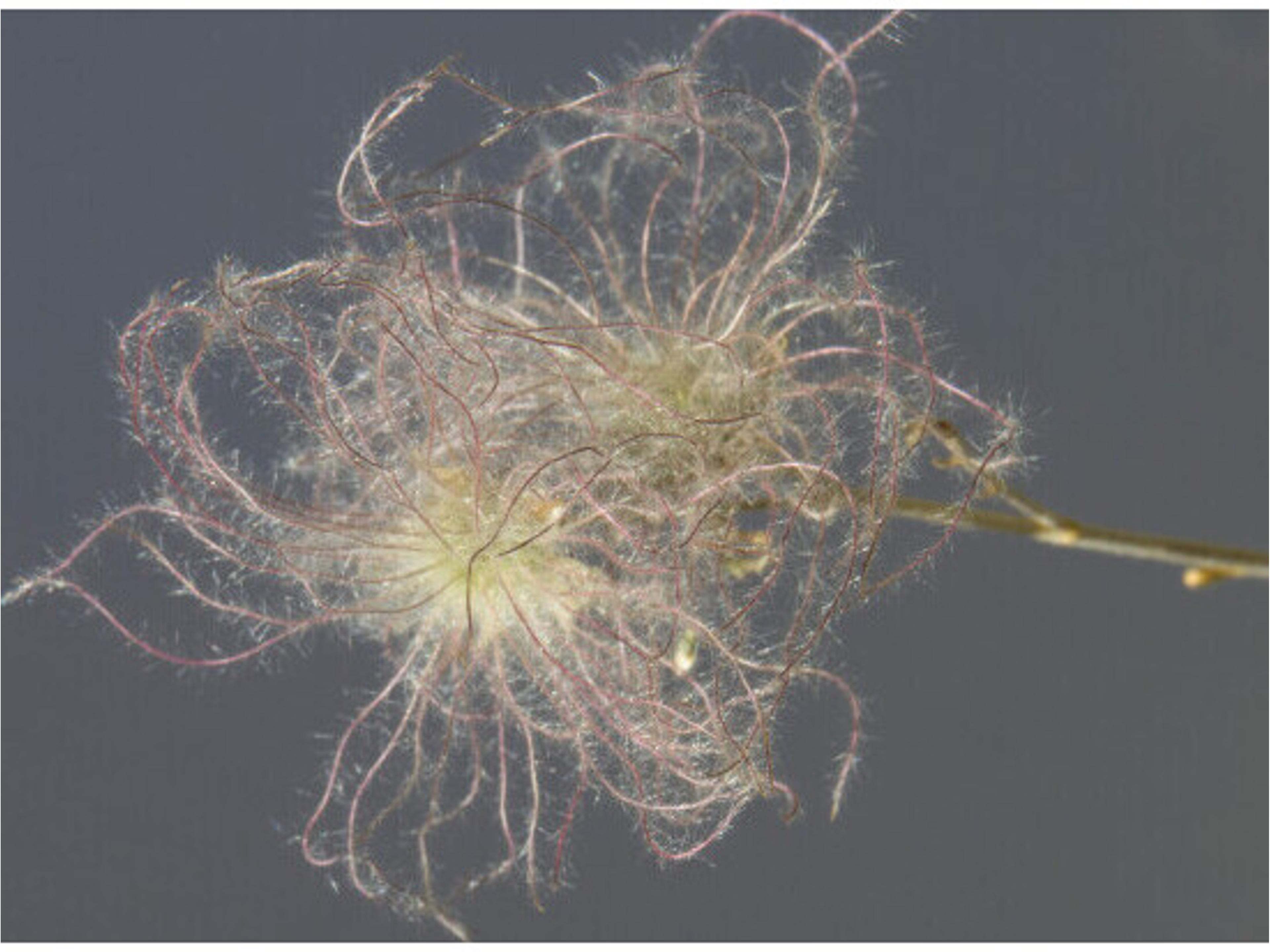 Poised Petals IV Wall Art