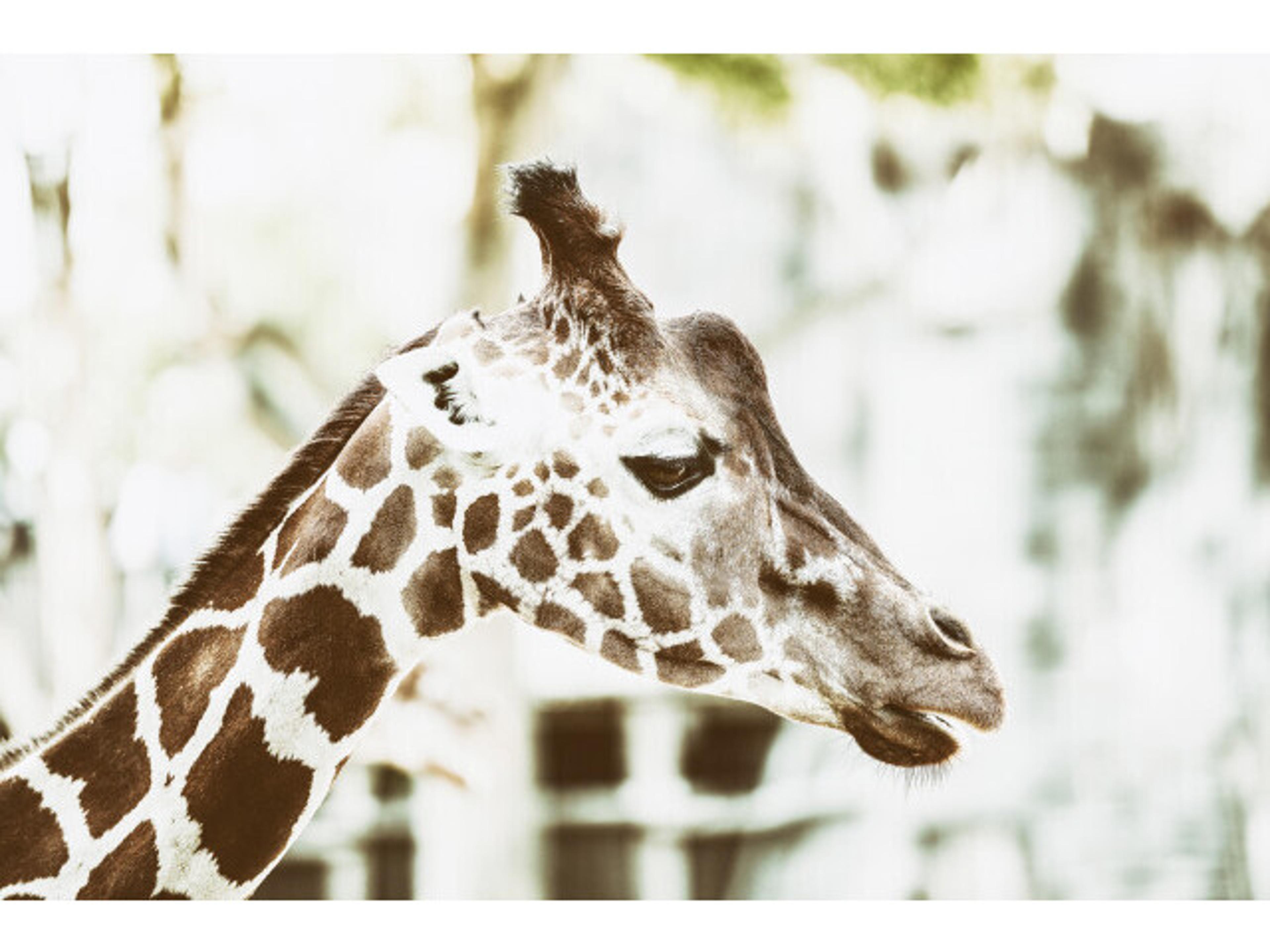 Towering Lad I Wall Art