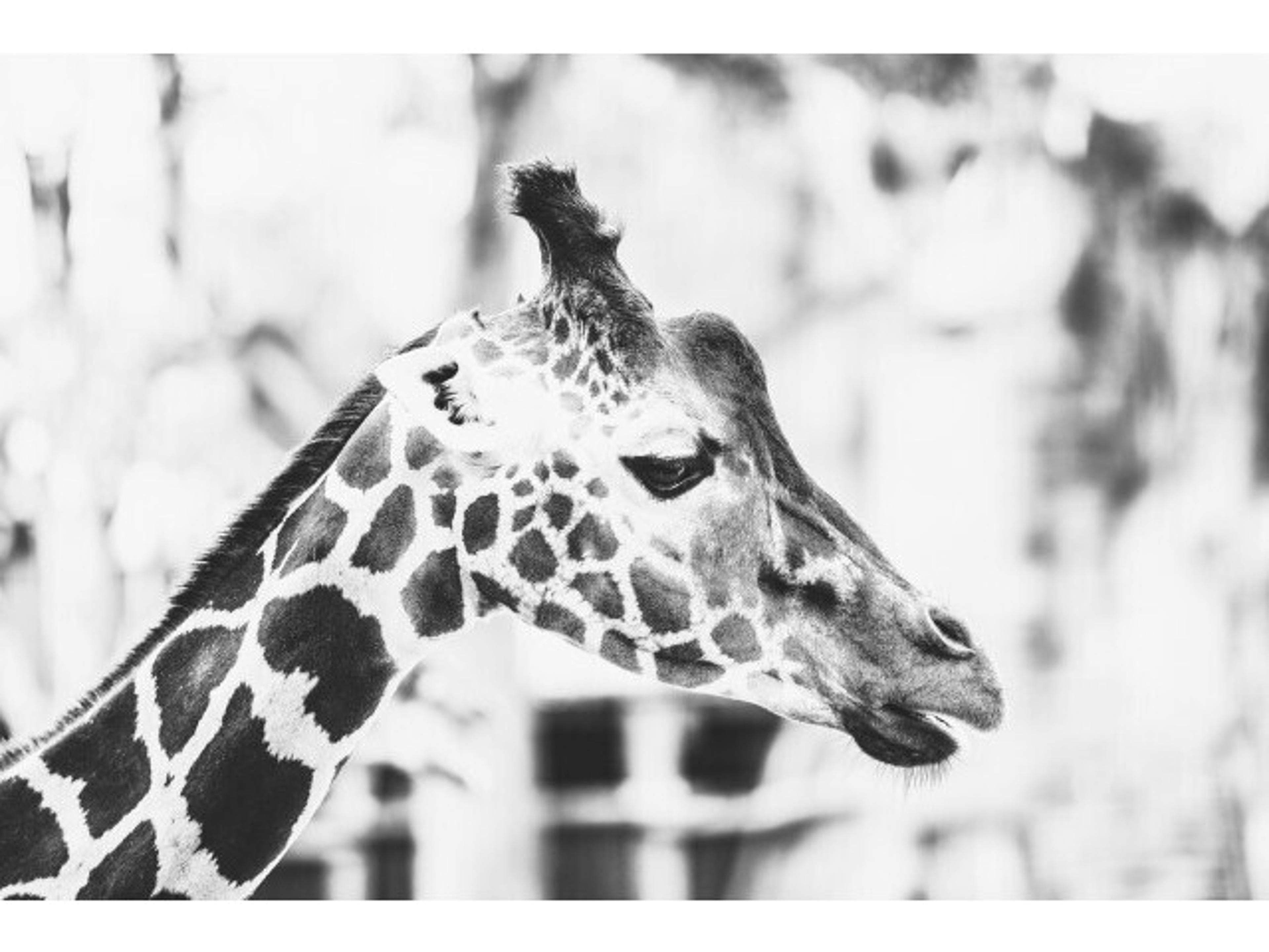 Daleno Towering Lad II Wall Art