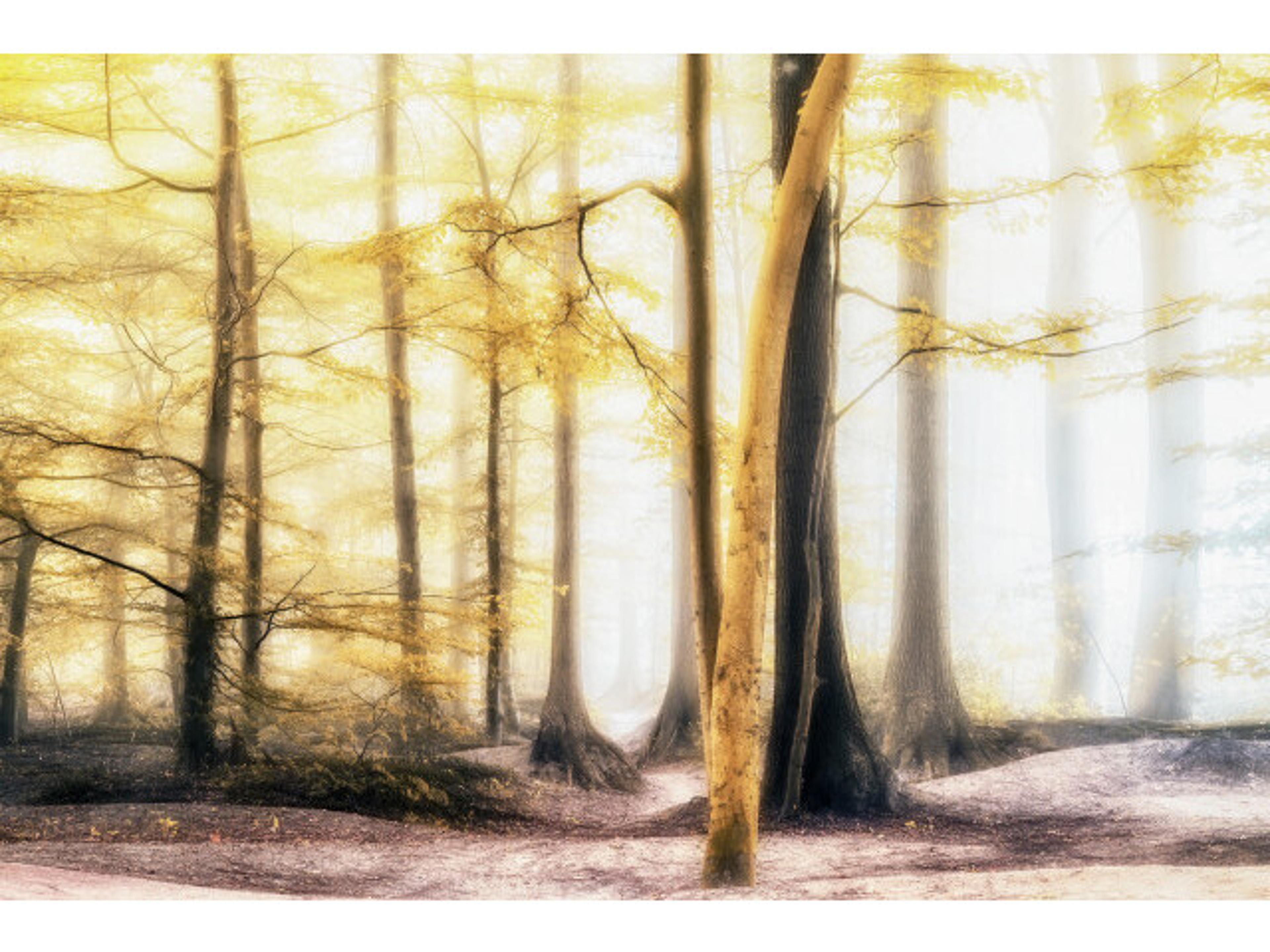 Daleno Woodlands I Wall Art