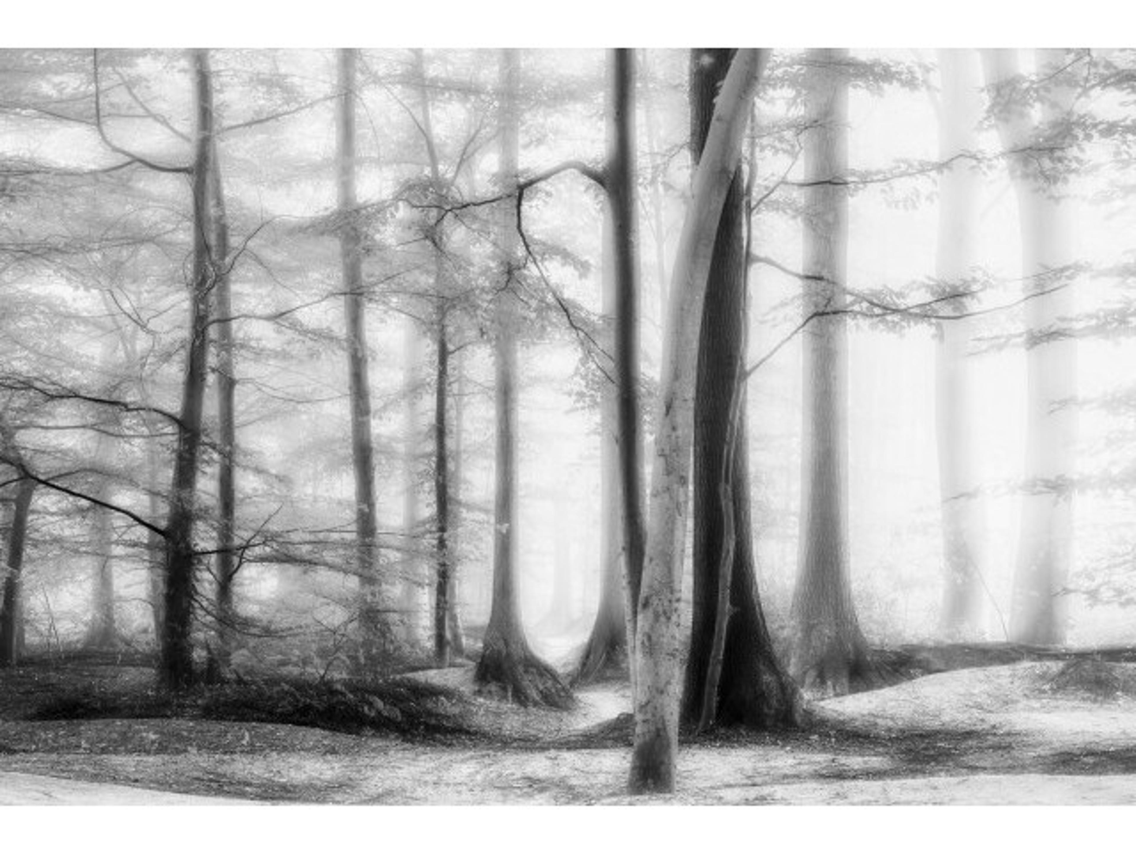 Woodlands II Wall Art