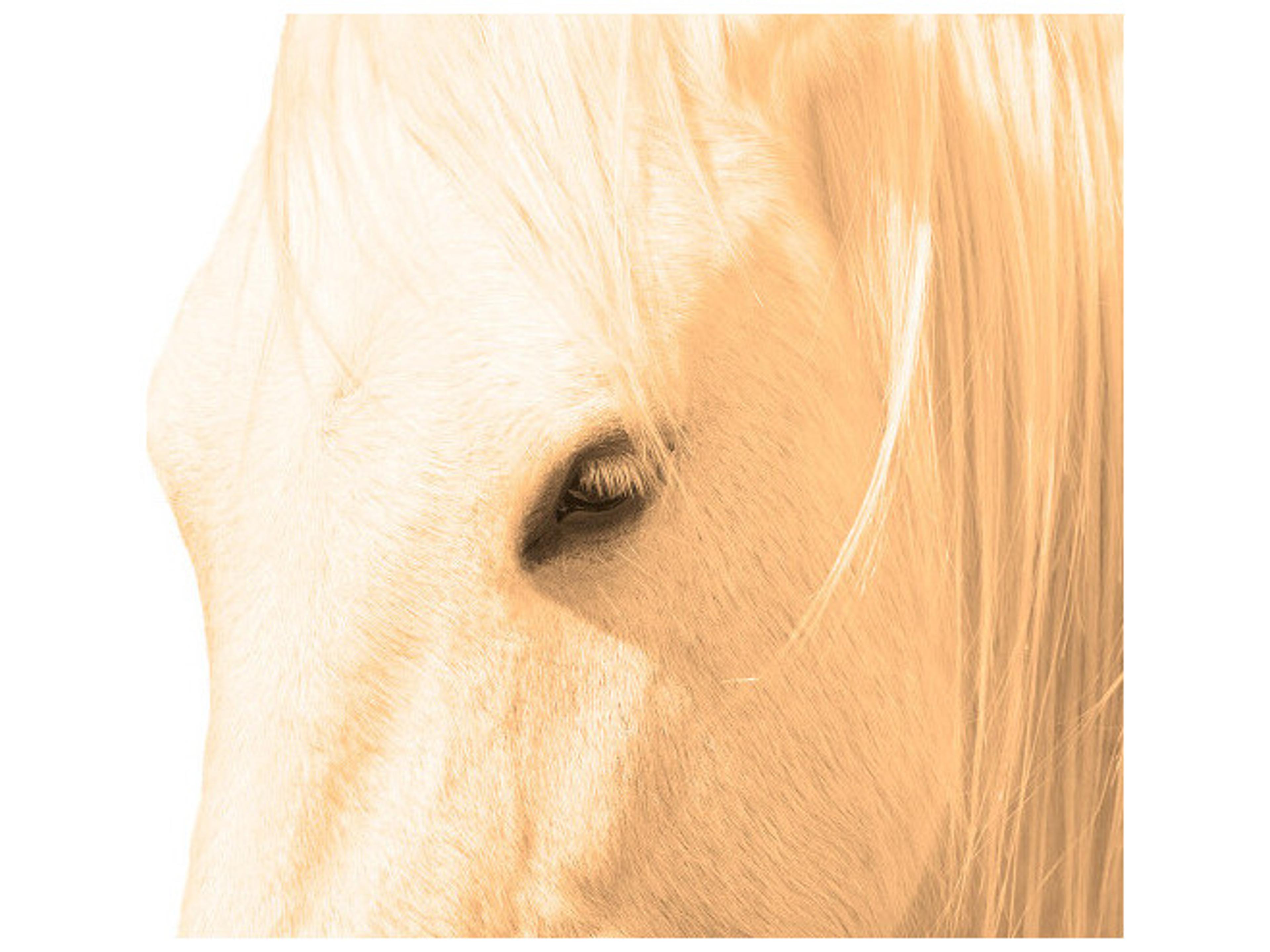 Daleno Tenderfoot Wall Art