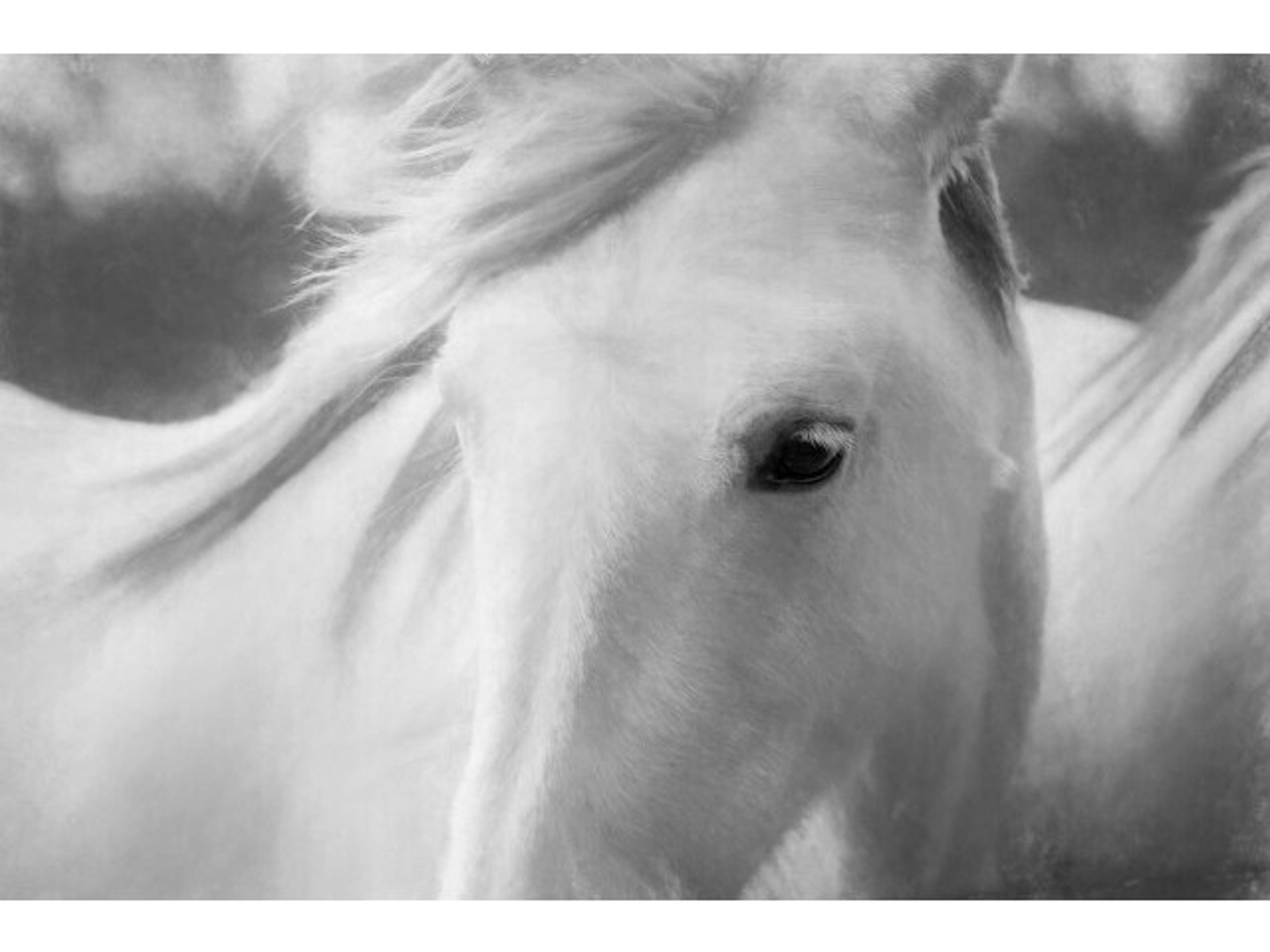 Daleno On Set With Fans Wall Art