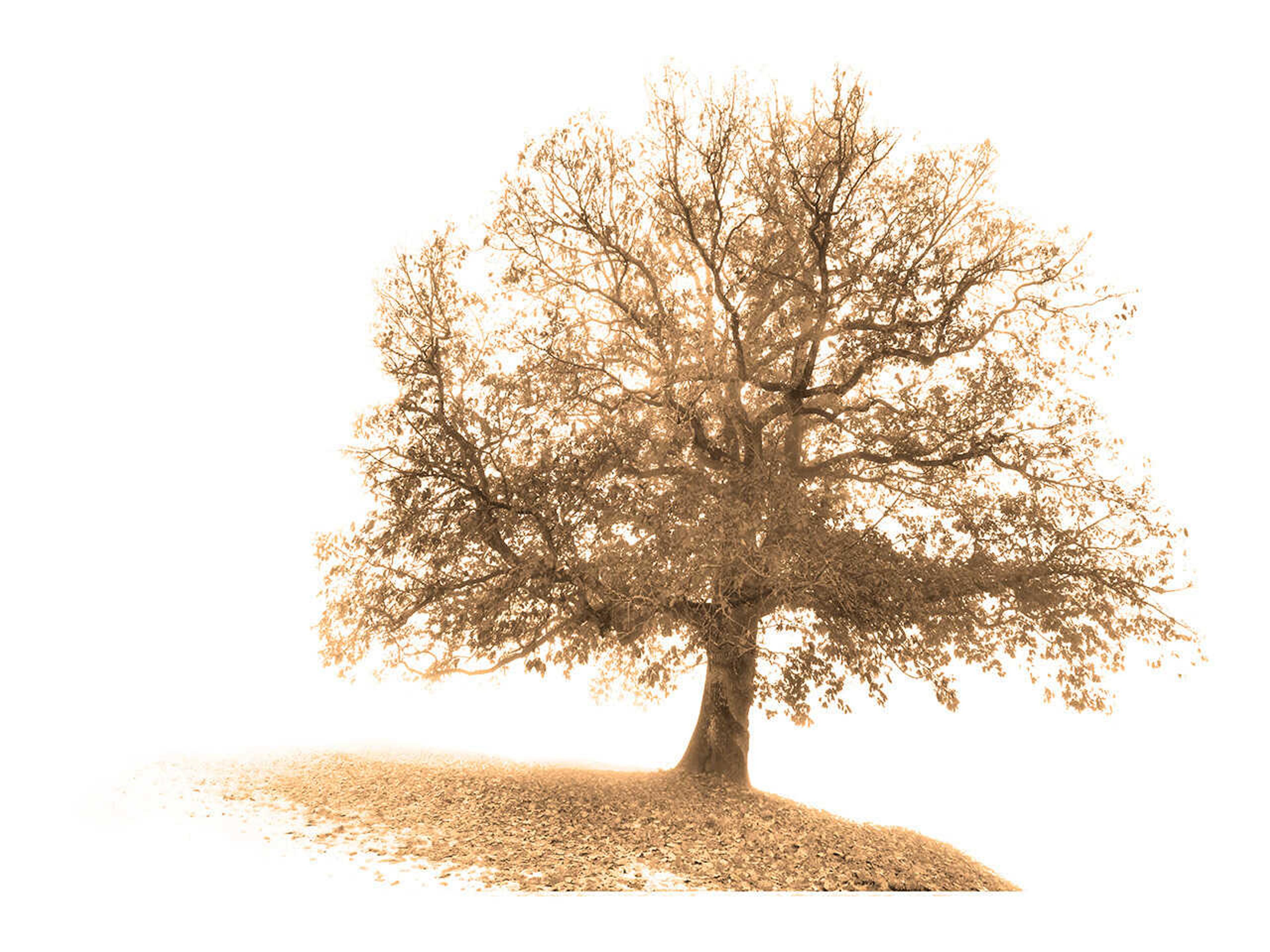 Traveling Light Wall Art