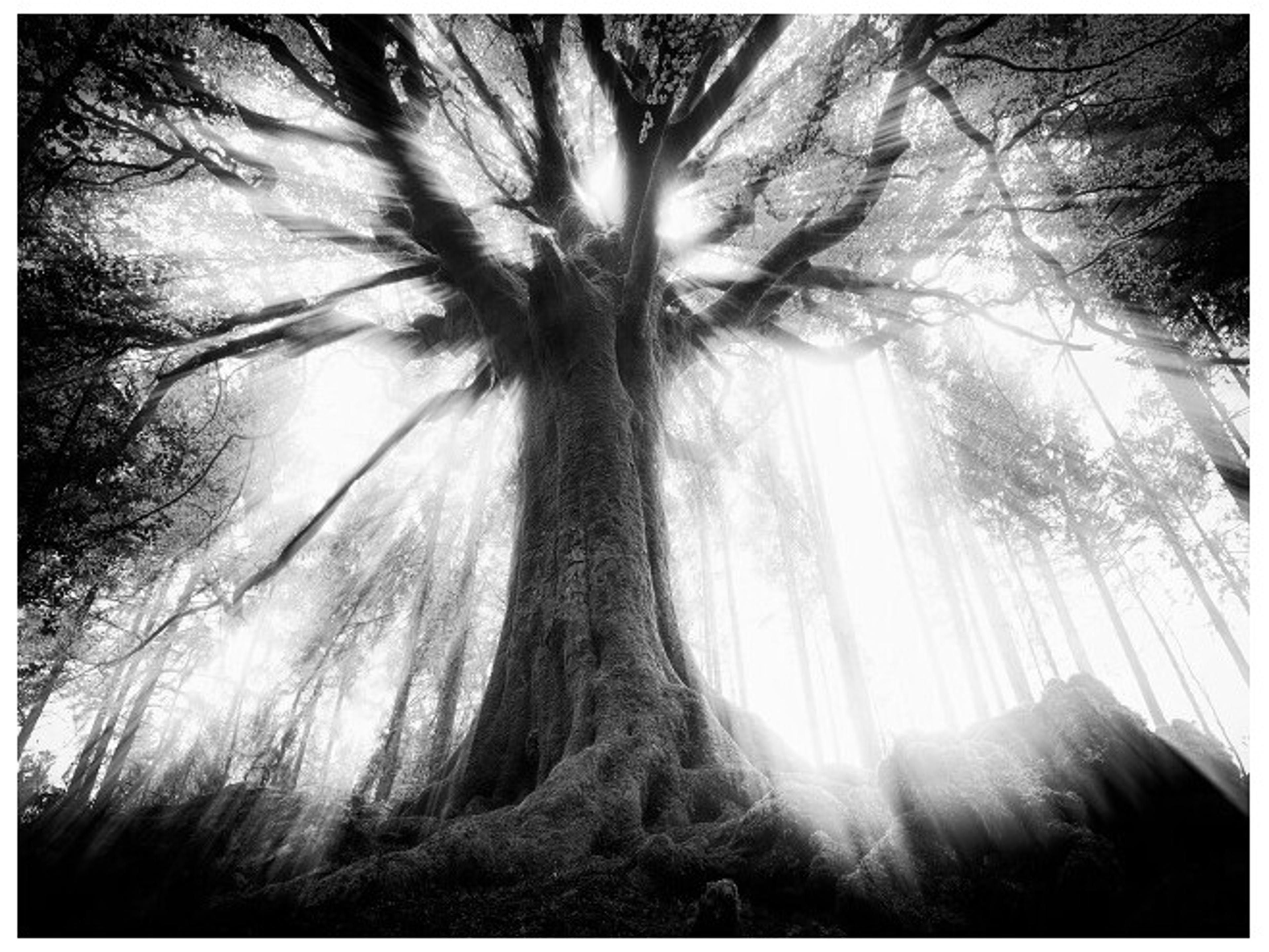 Sweet Nothing Wall Art