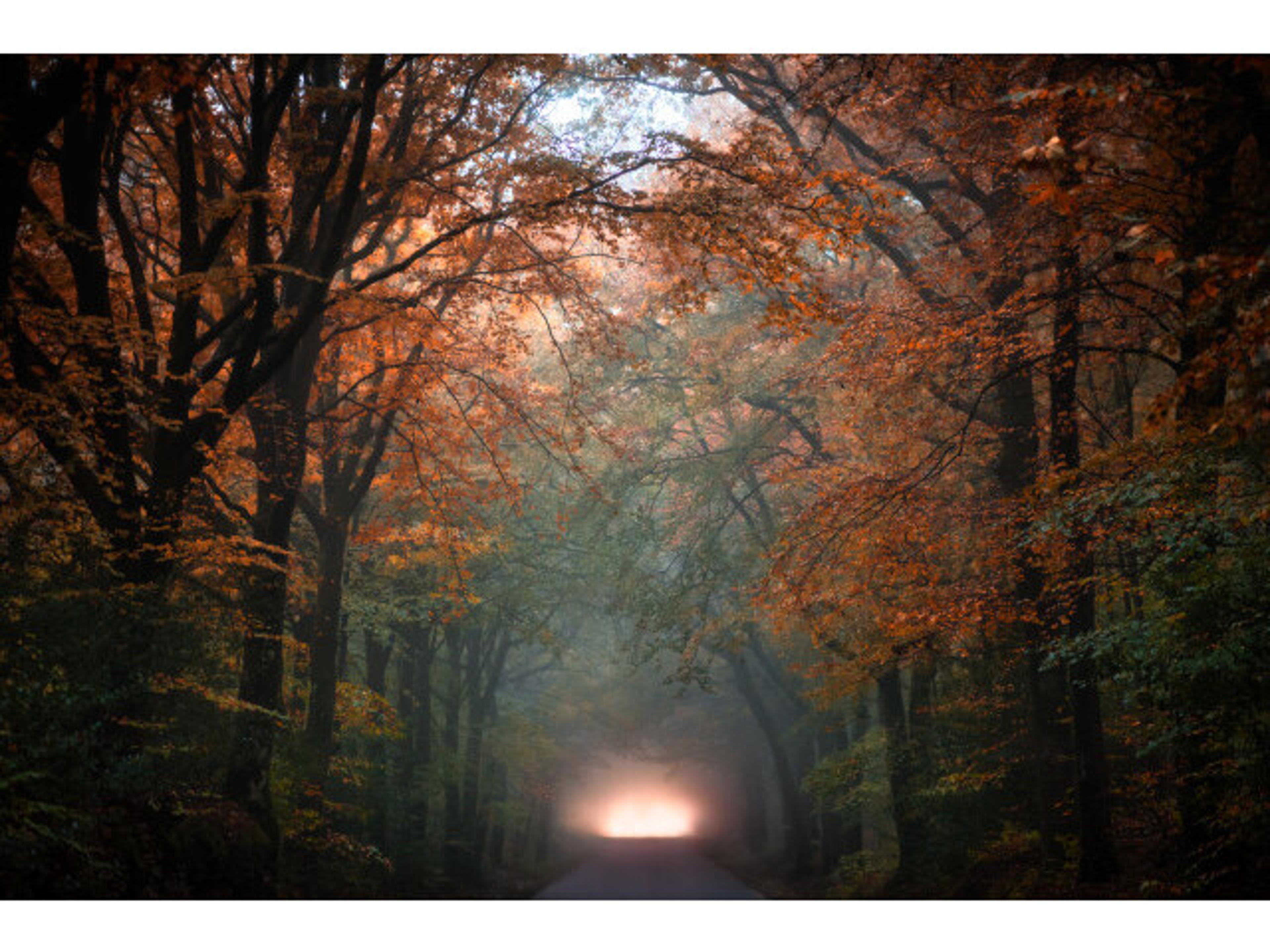 Daleno Groves II Wall Art