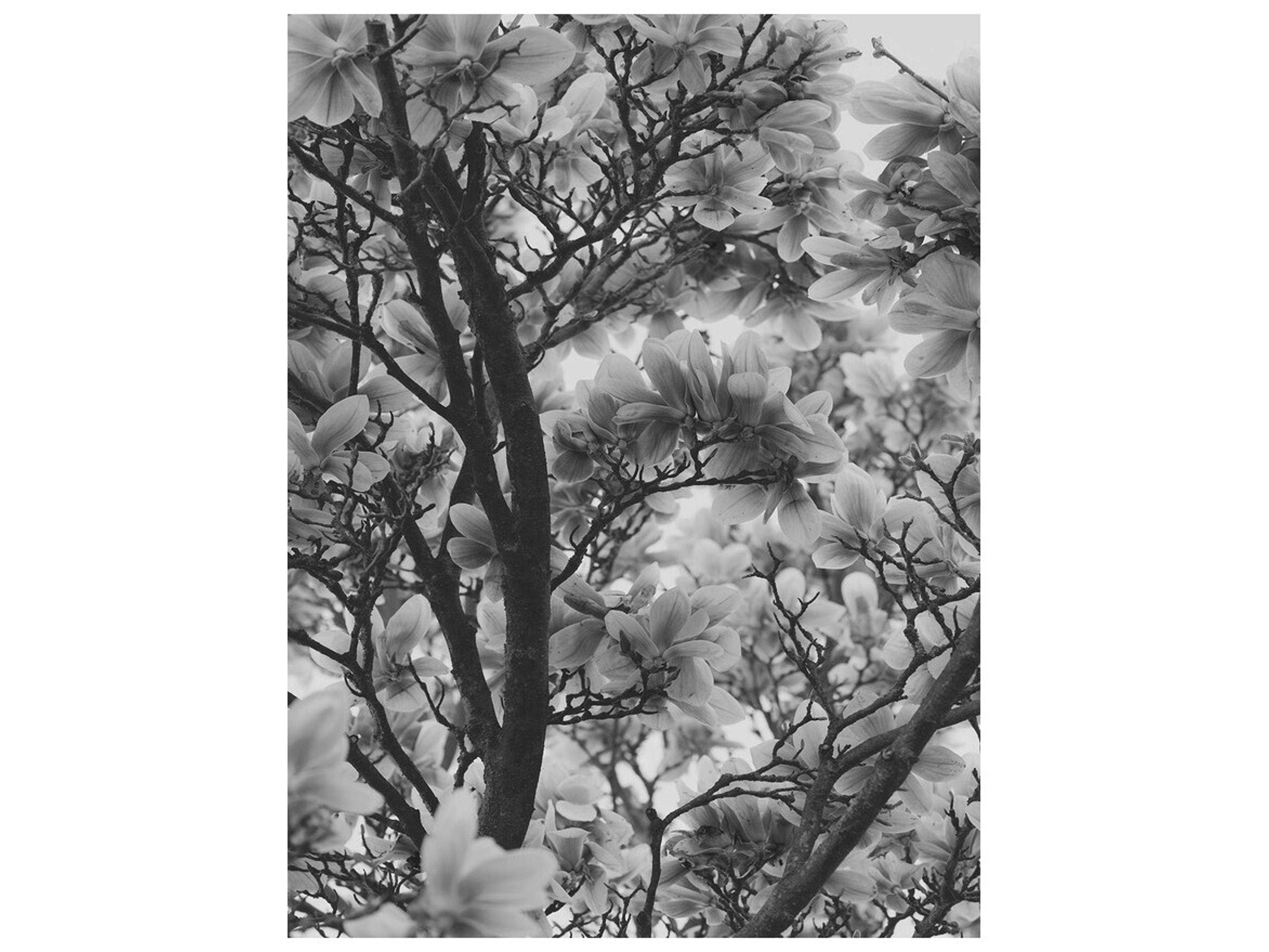 Flesh and Blood II Wall Art