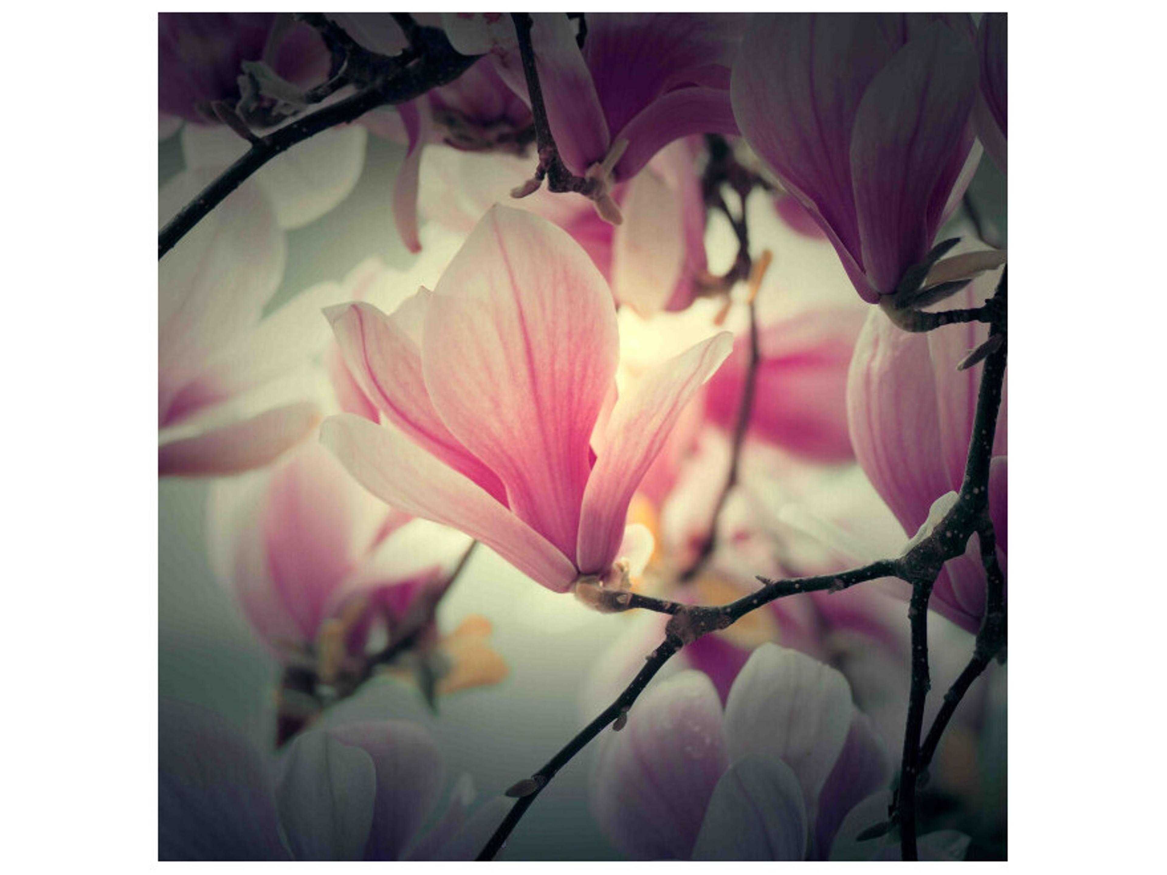 Still Magnolia II Wall Art