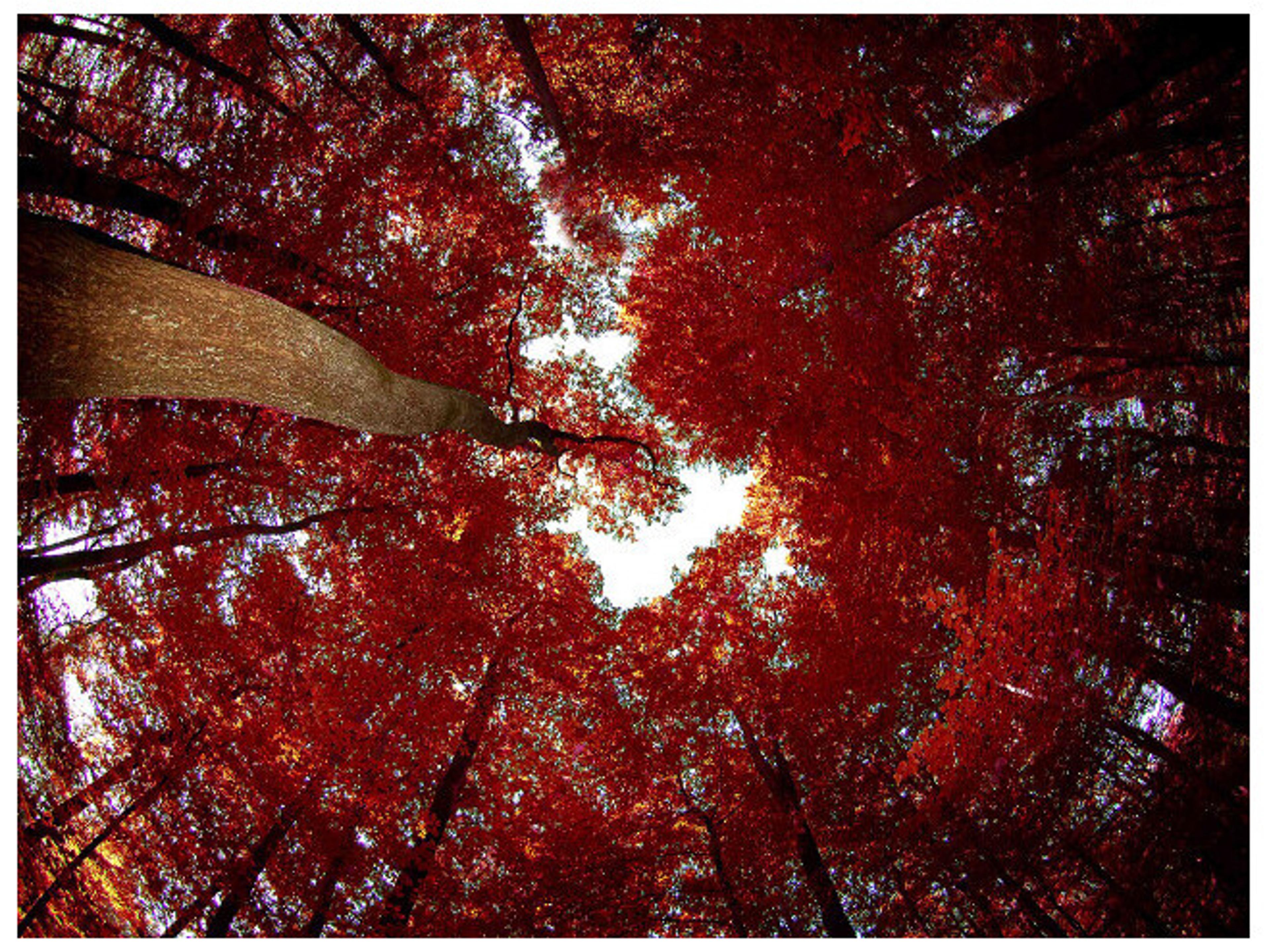 Daleno Smelt I Wall Art