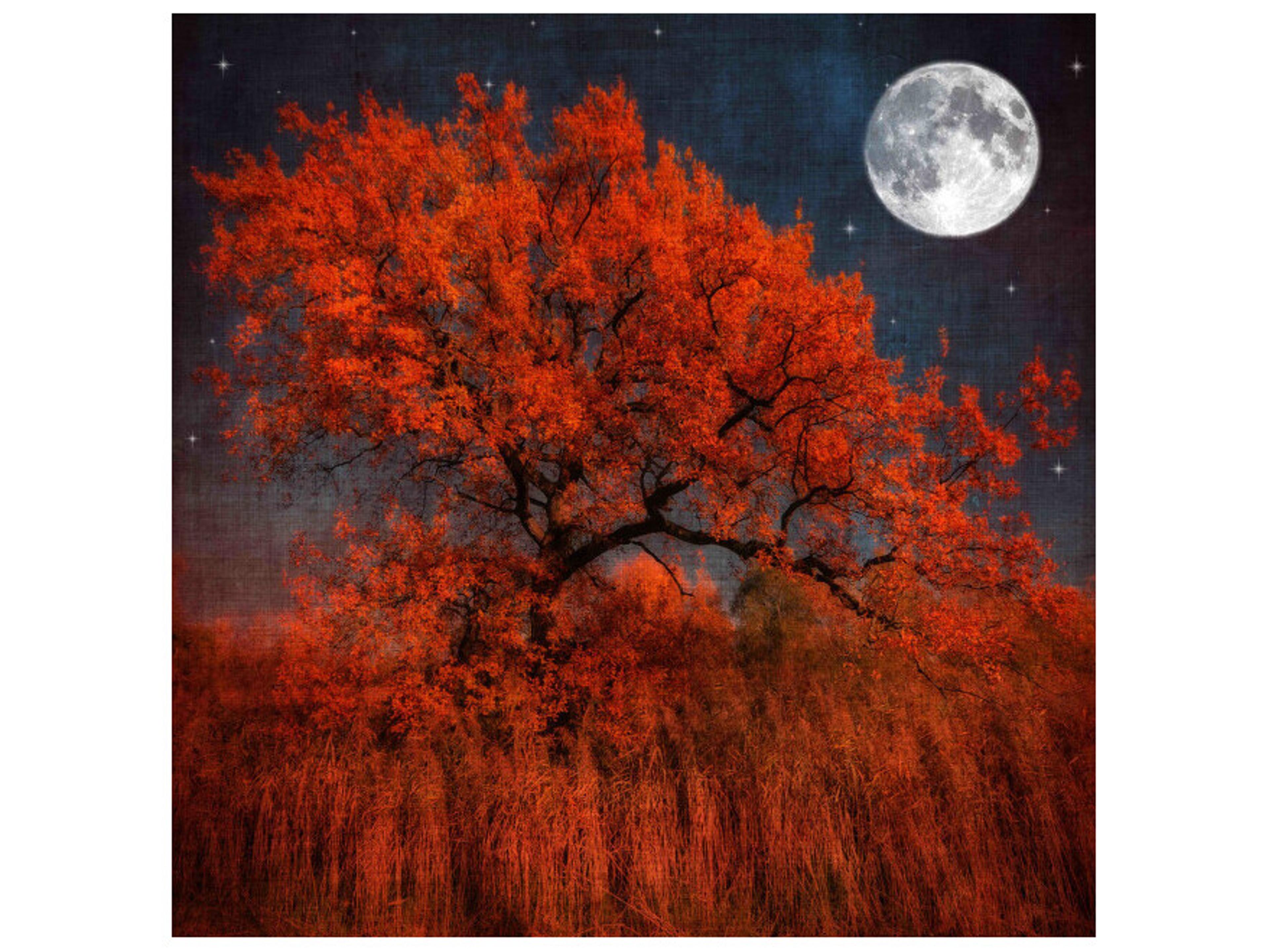 Forest Flare I Wall Art