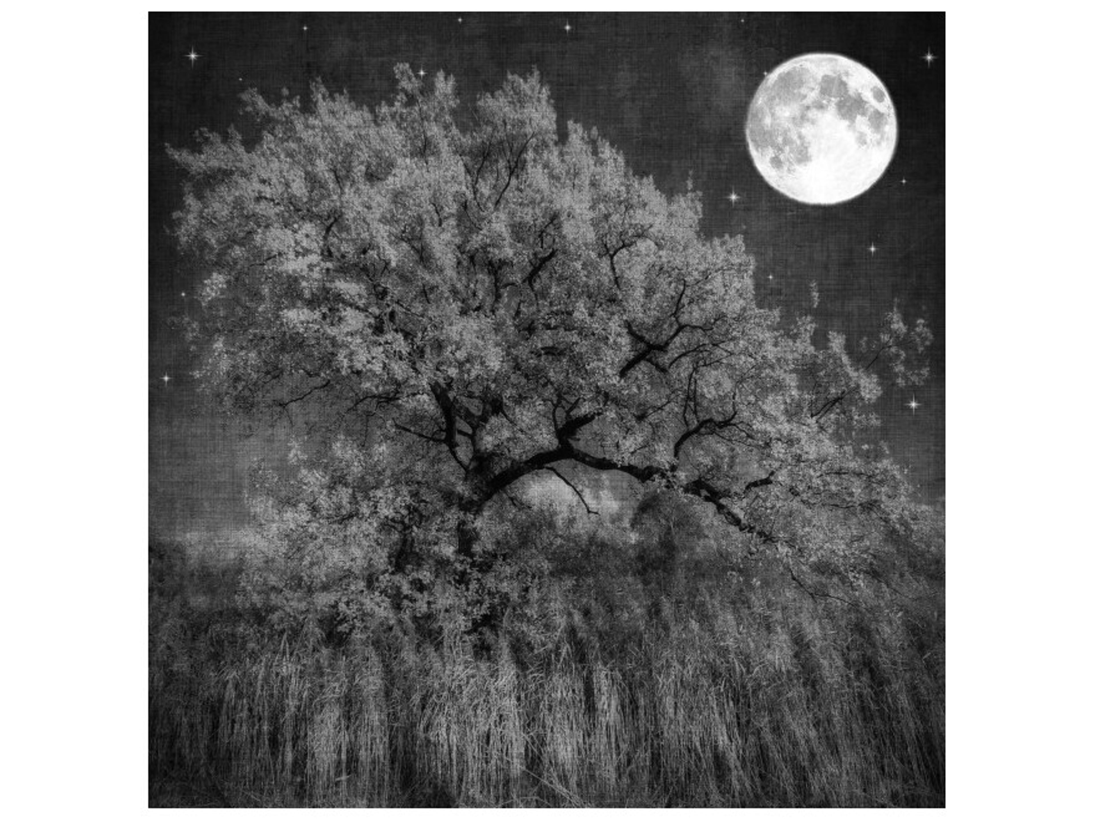 Daleno Forest Flare II Wall Art