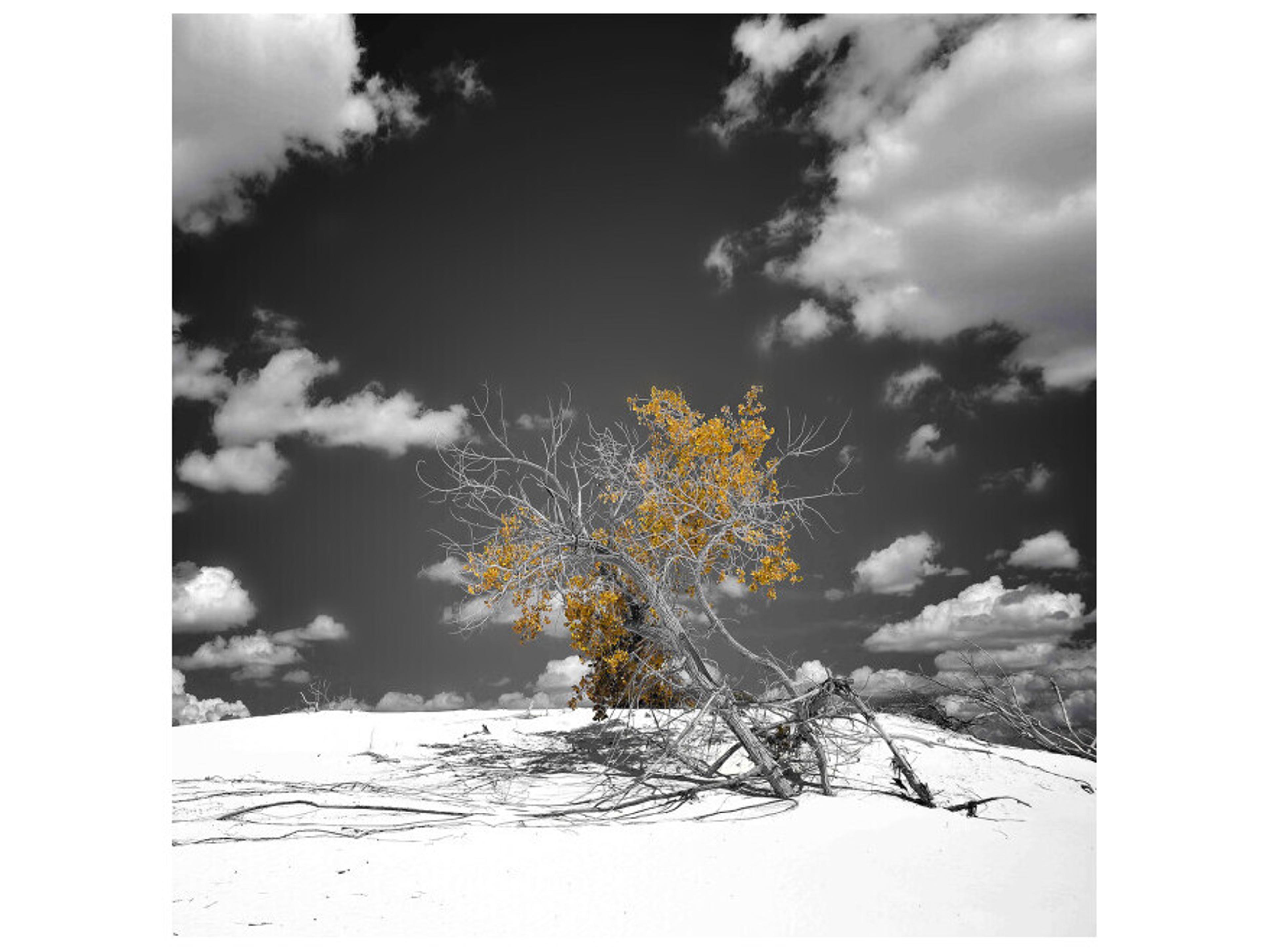 Refined Thicket I Wall Art