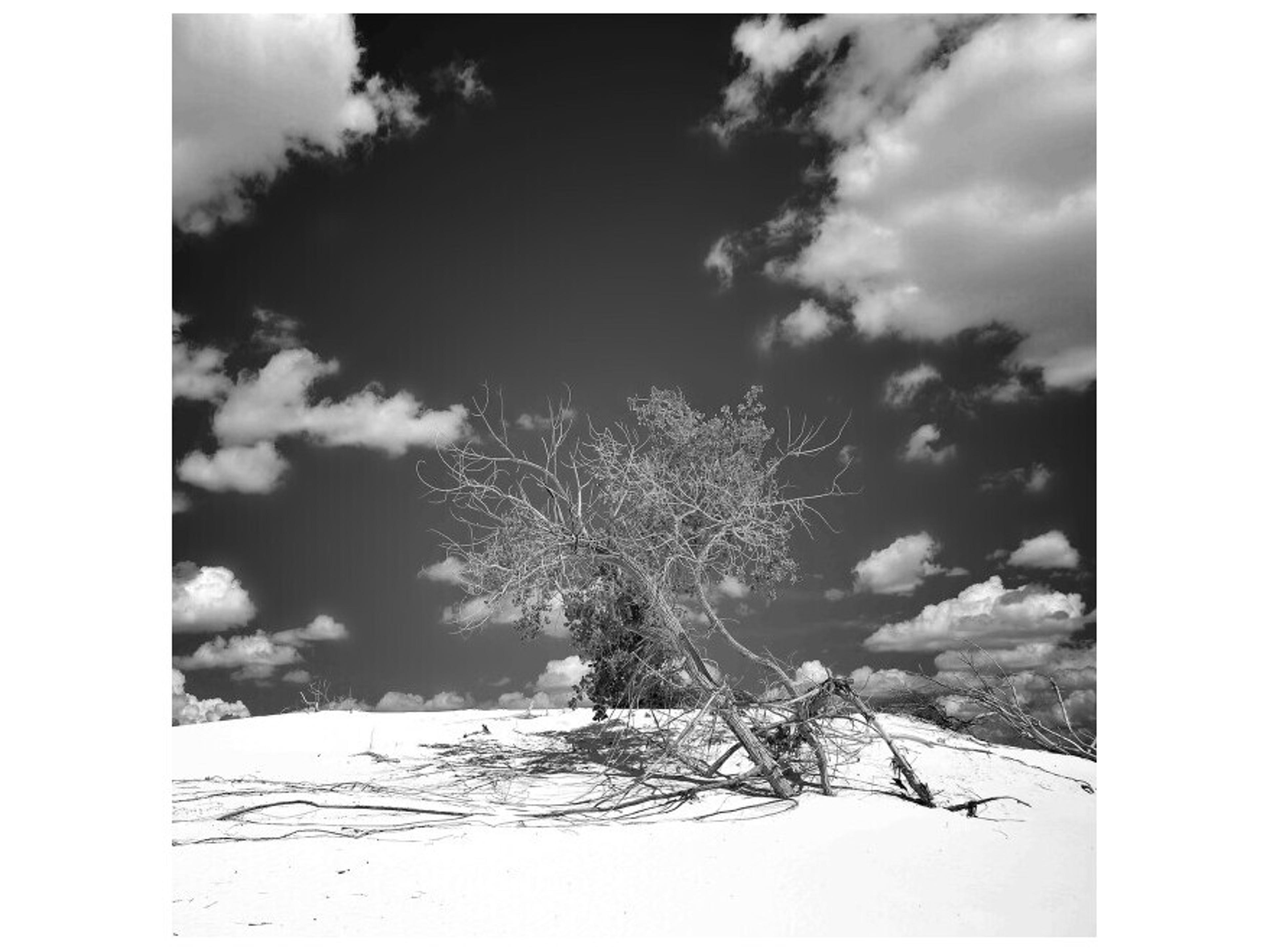 Daleno Refined Thicket II Wall Art