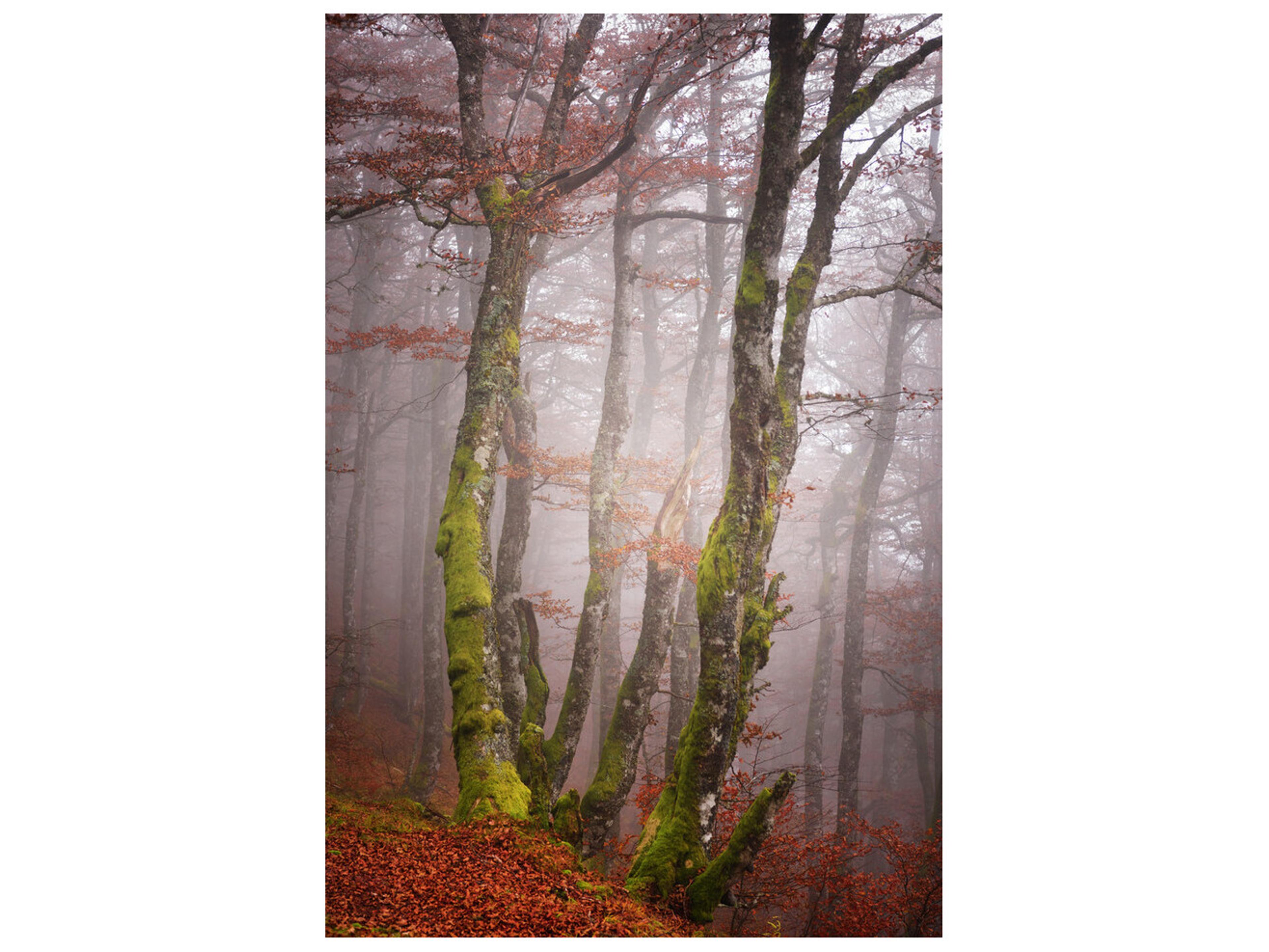 Daleno Wild Woods I Wall Art