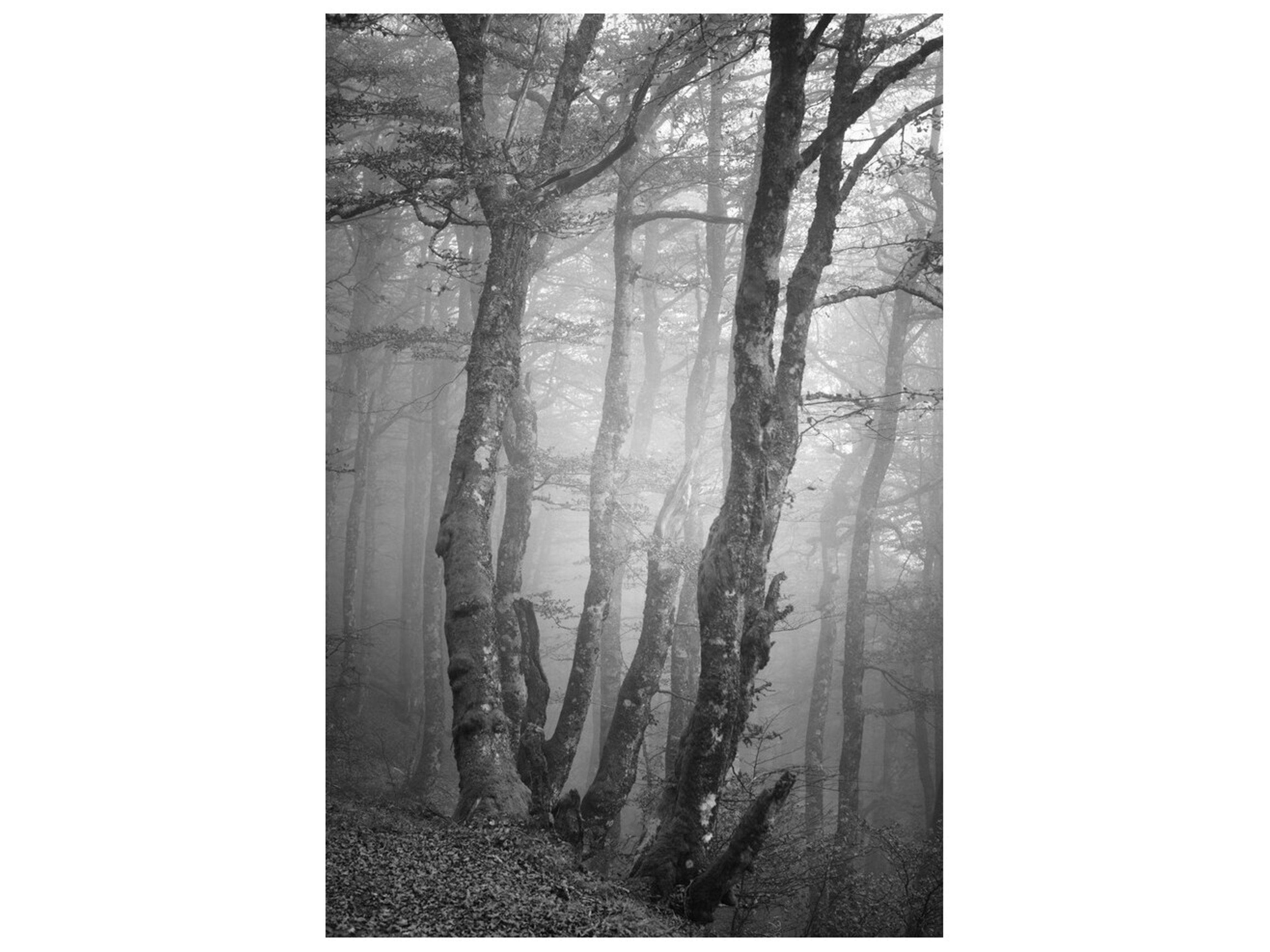 Wild Woods II Wall Art