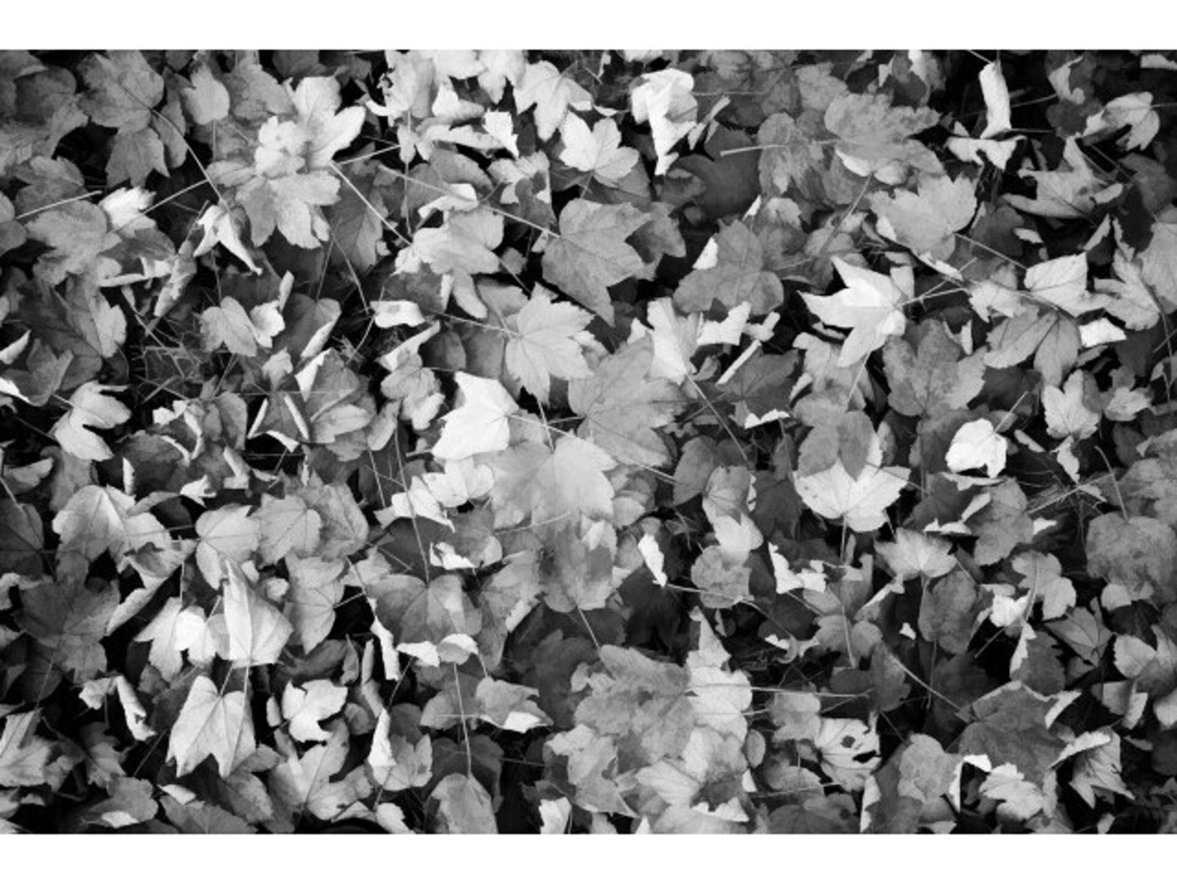 Crisp and Natural II Wall Art