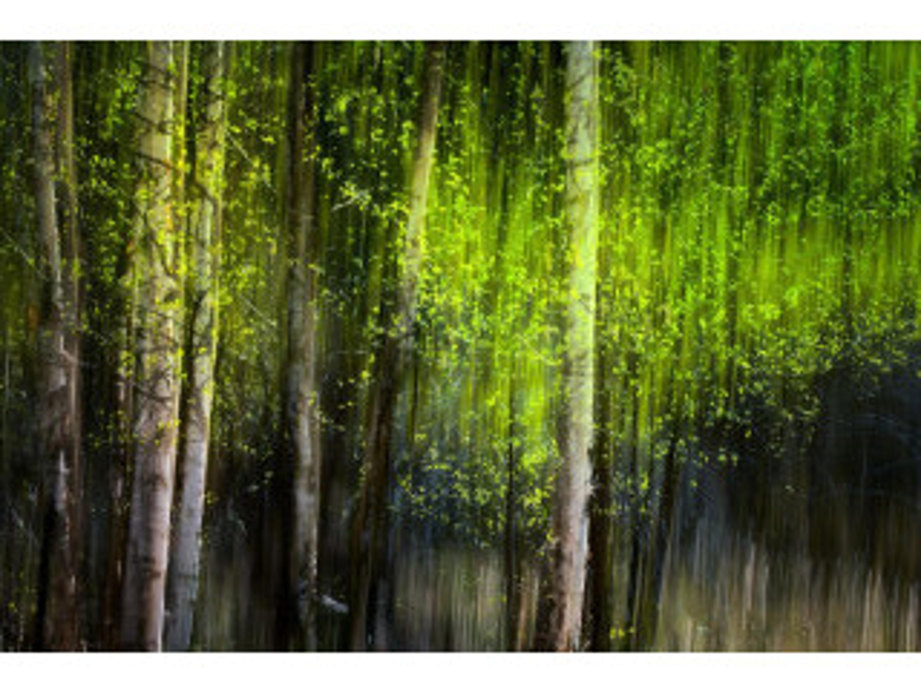 Lush Cover II Wall Art