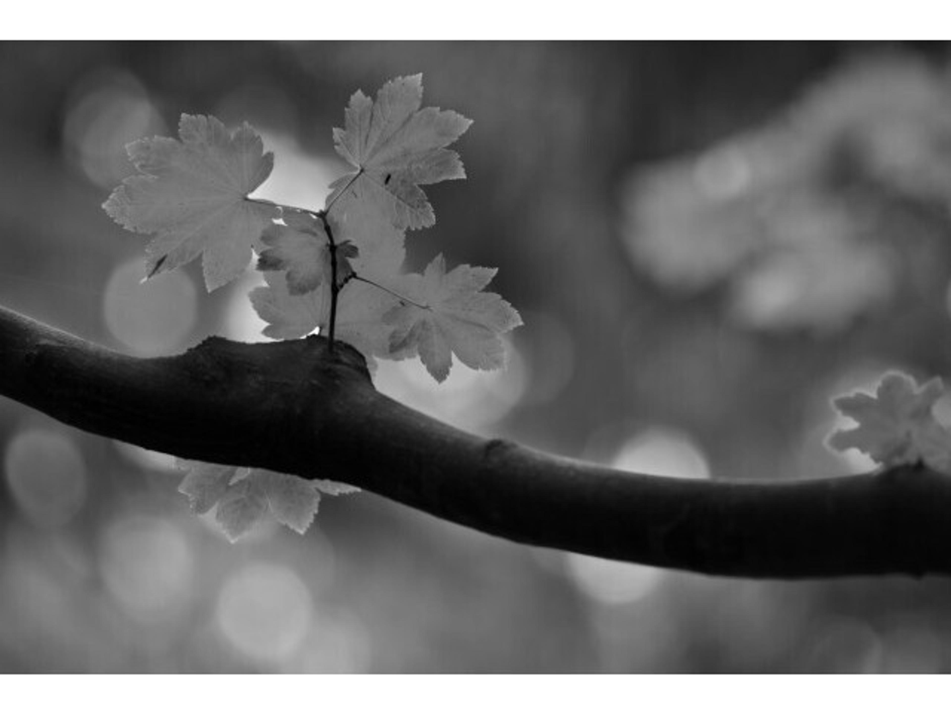 Sweetness I Wall Art