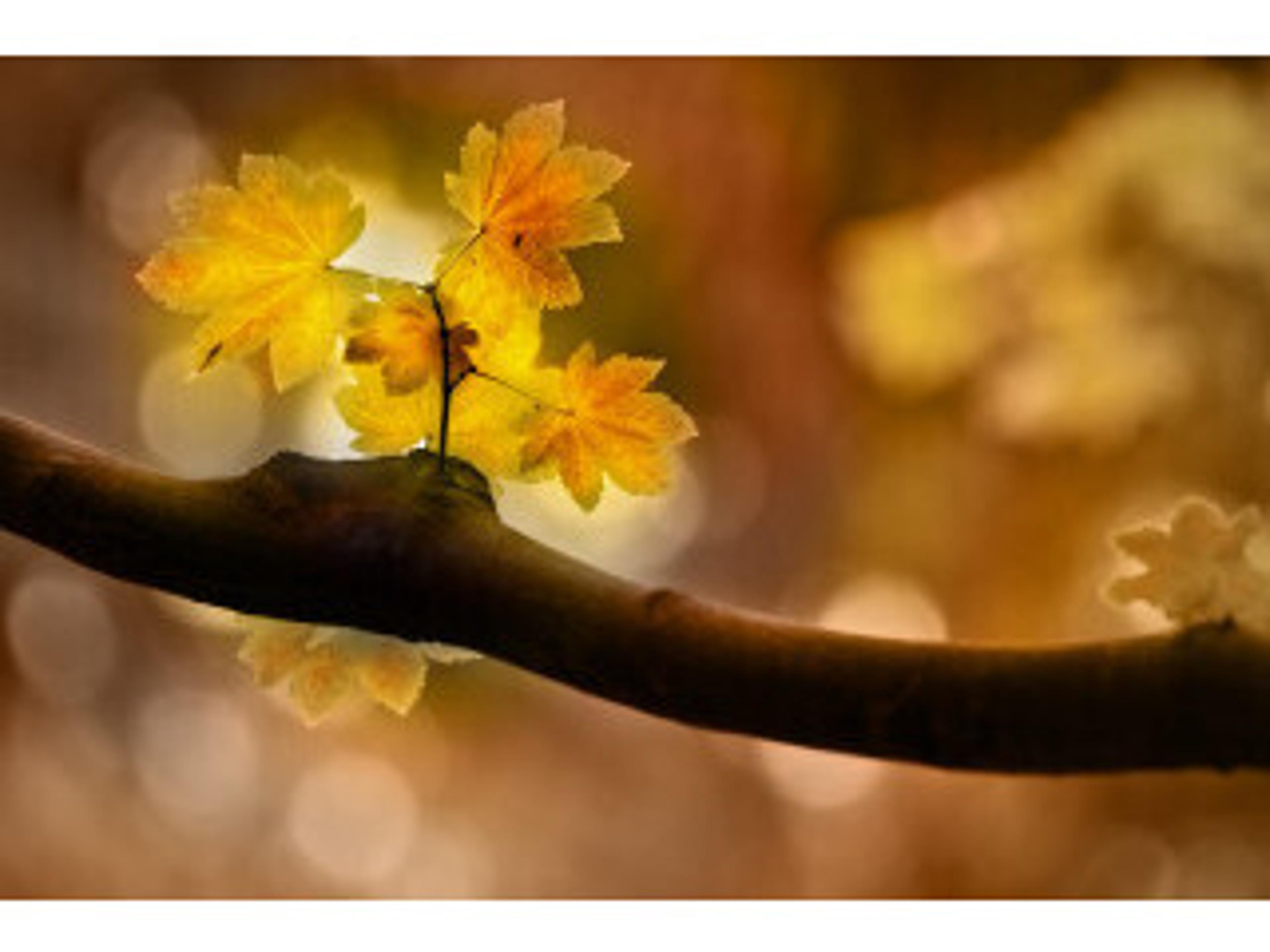 Sweetness II Wall Art