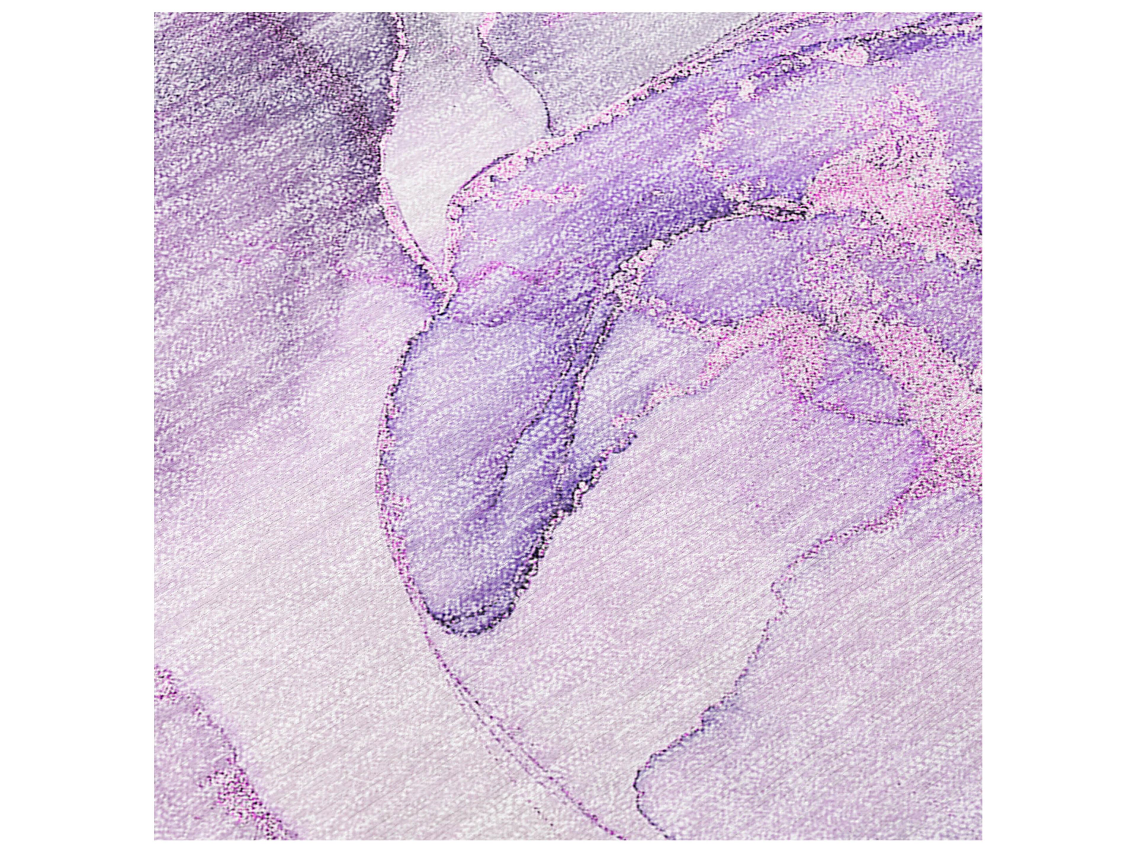 Dalyn Chantille Rectangular Area Rug