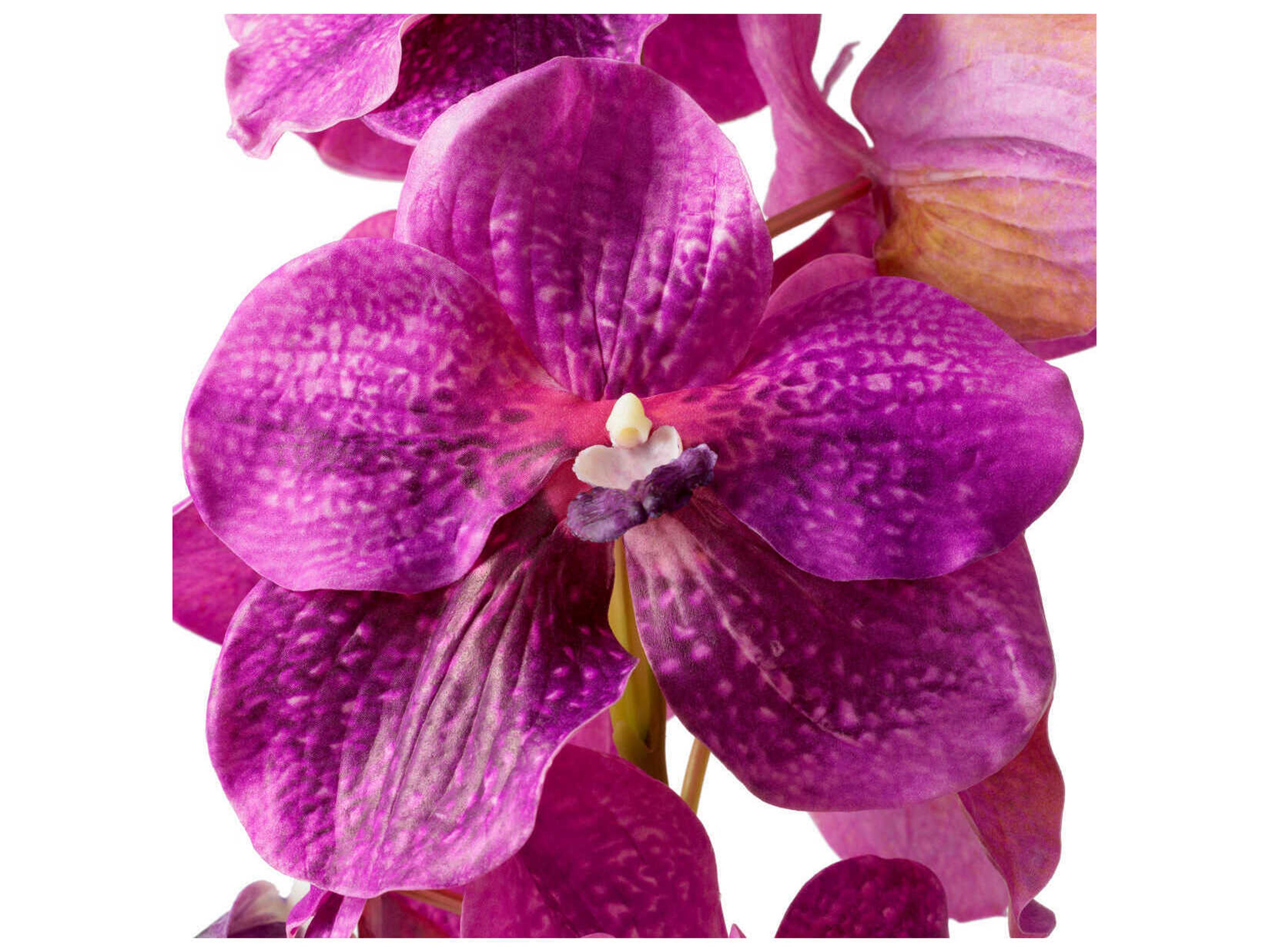 Eichholtz Vanda Orchids Of Fuchsia Real Touch Pcs Bouquet