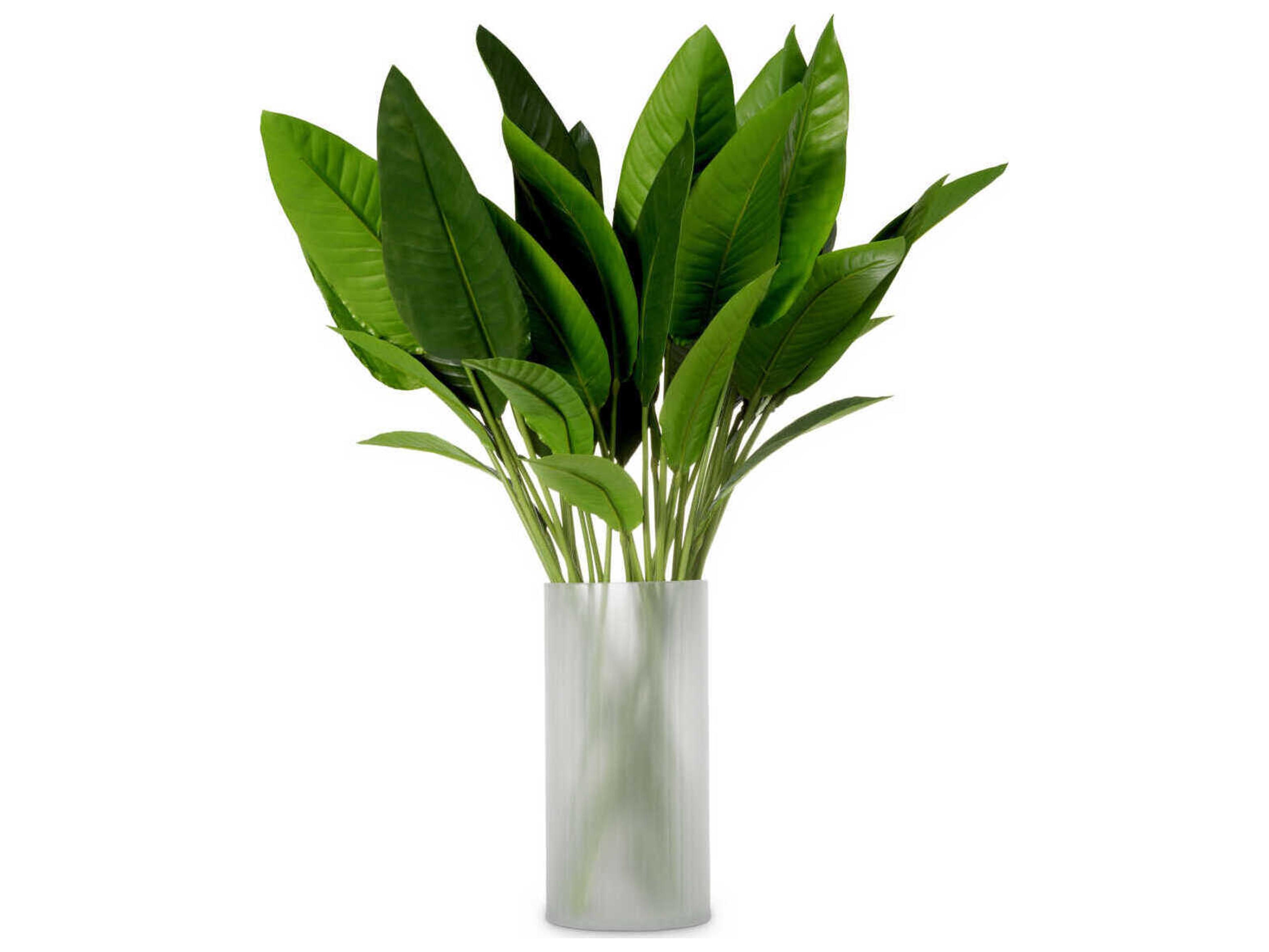 Strelitzia Of Leaves Pcs Bundle