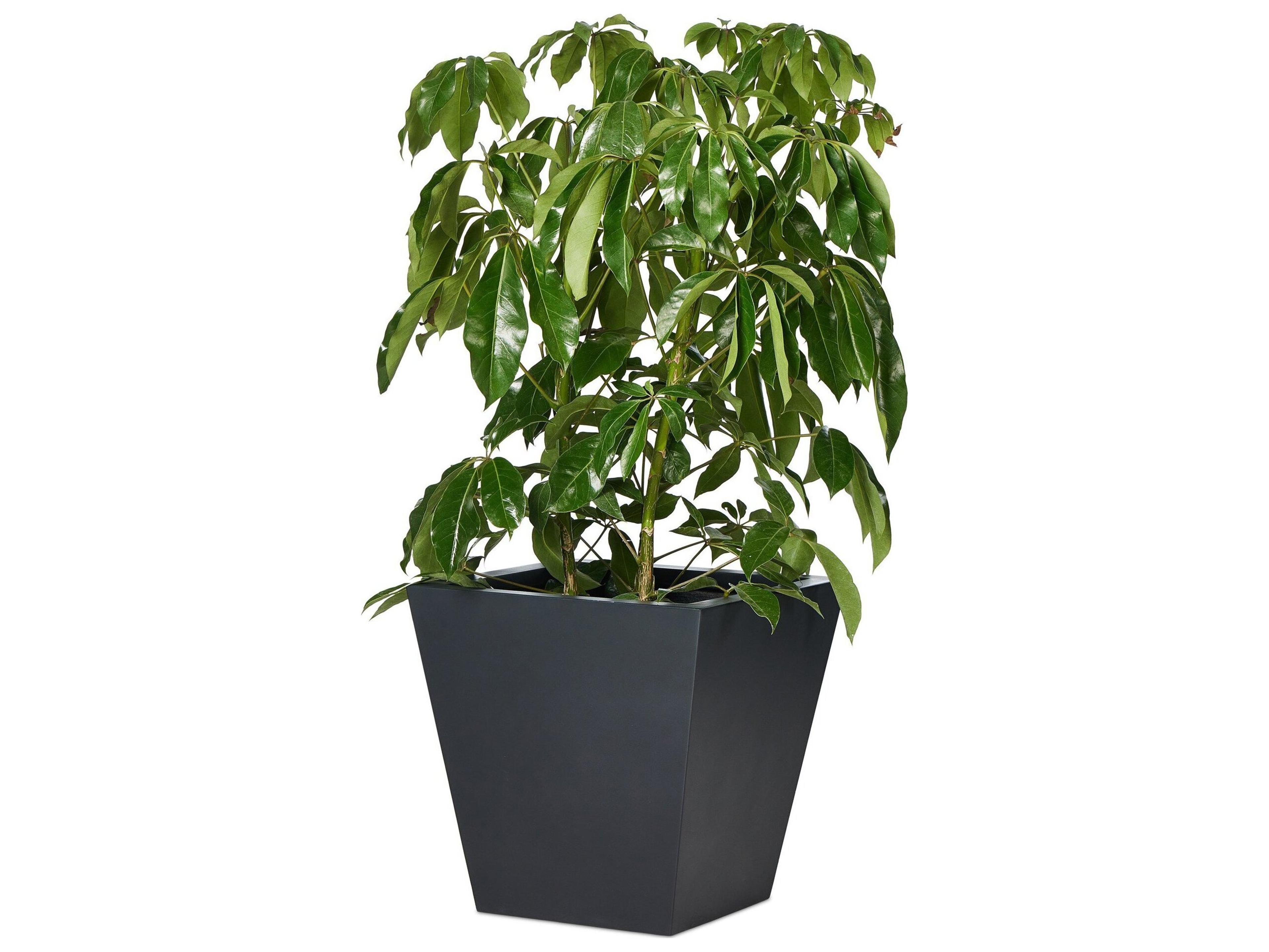 Four Hands Outdoor Thayer Black Concrete Planter