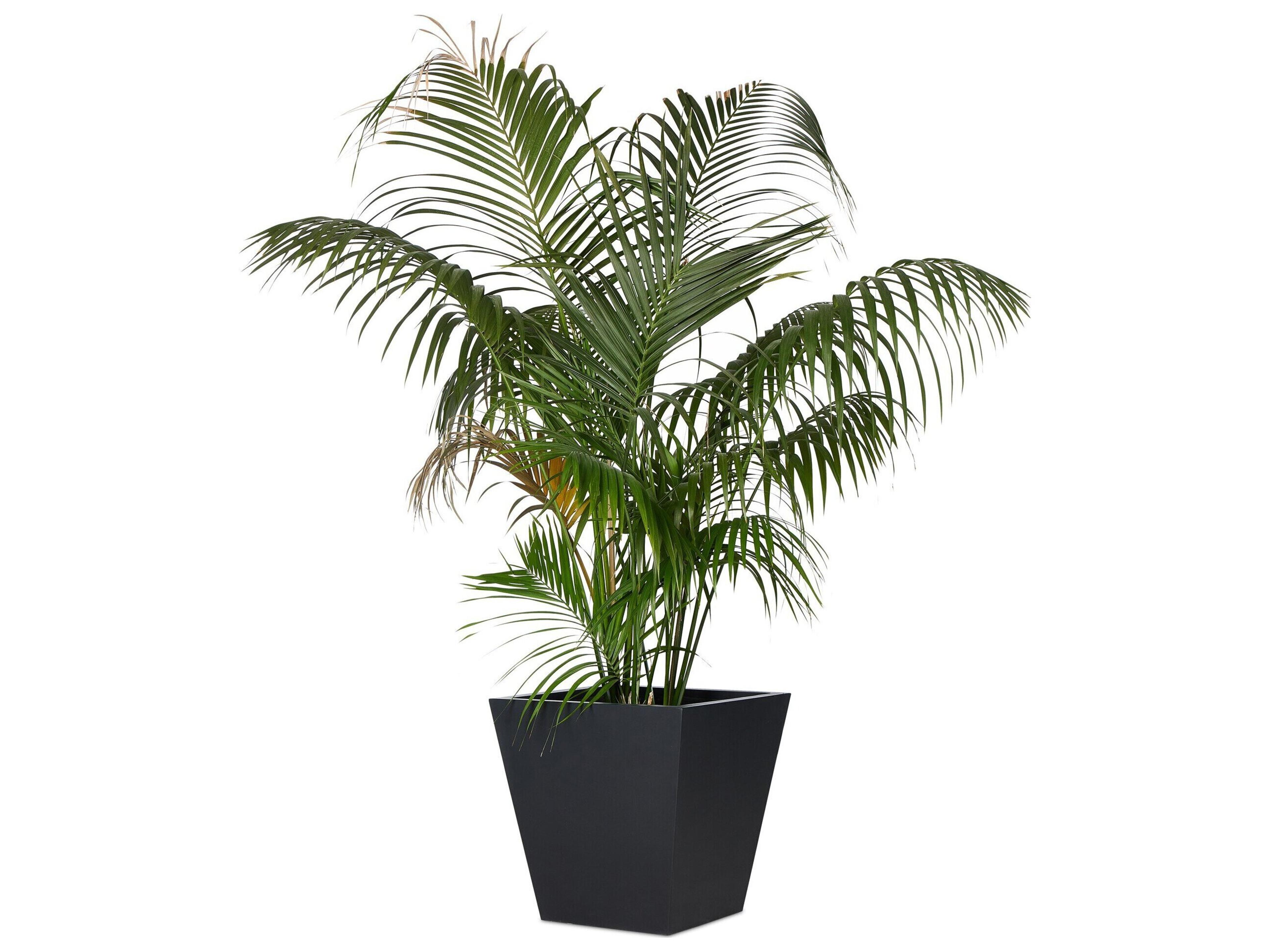 Four Hands Outdoor Thayer Black Concrete Planter