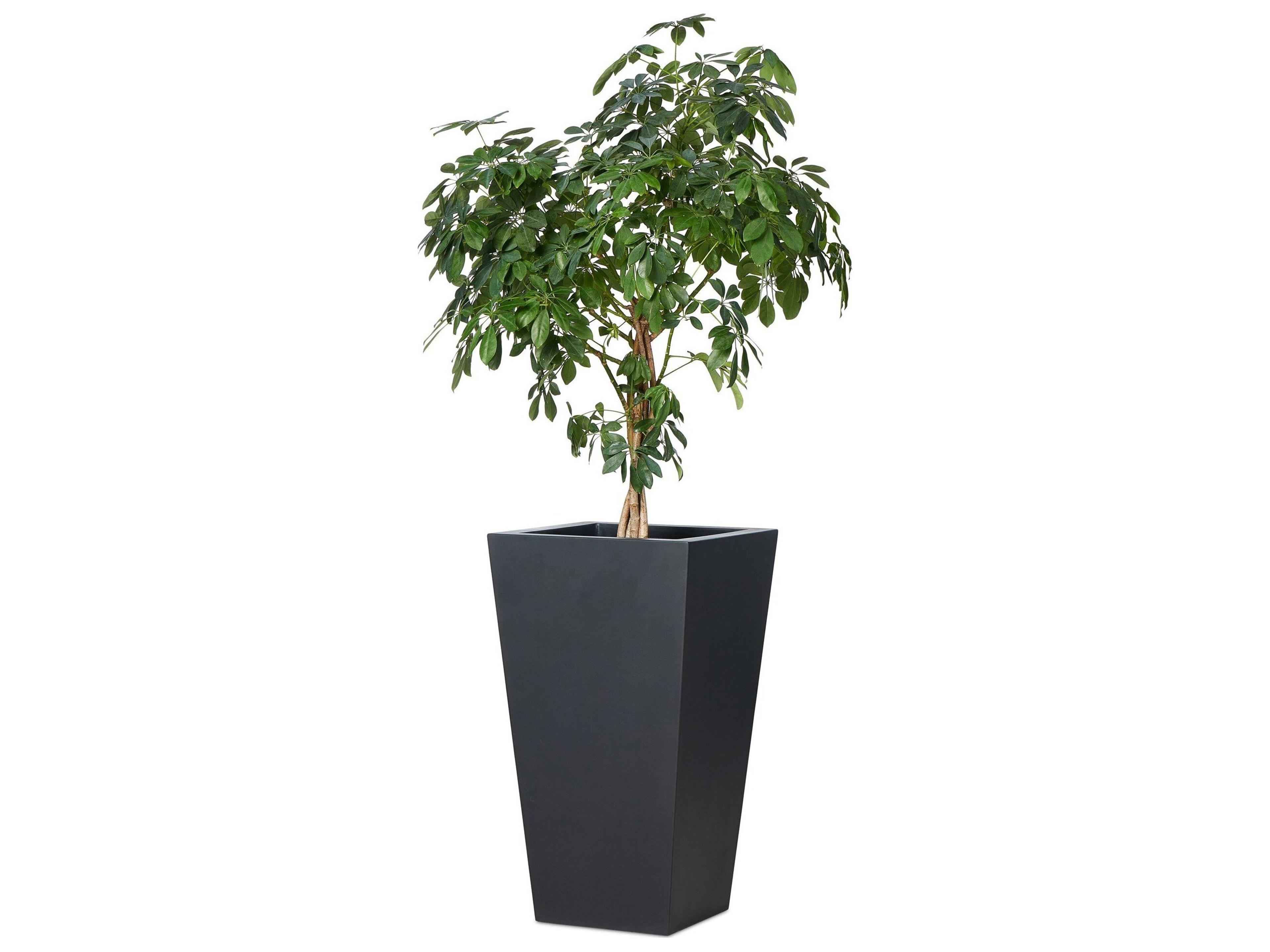 Four Hands Outdoor Thayer Black Concrete Planter