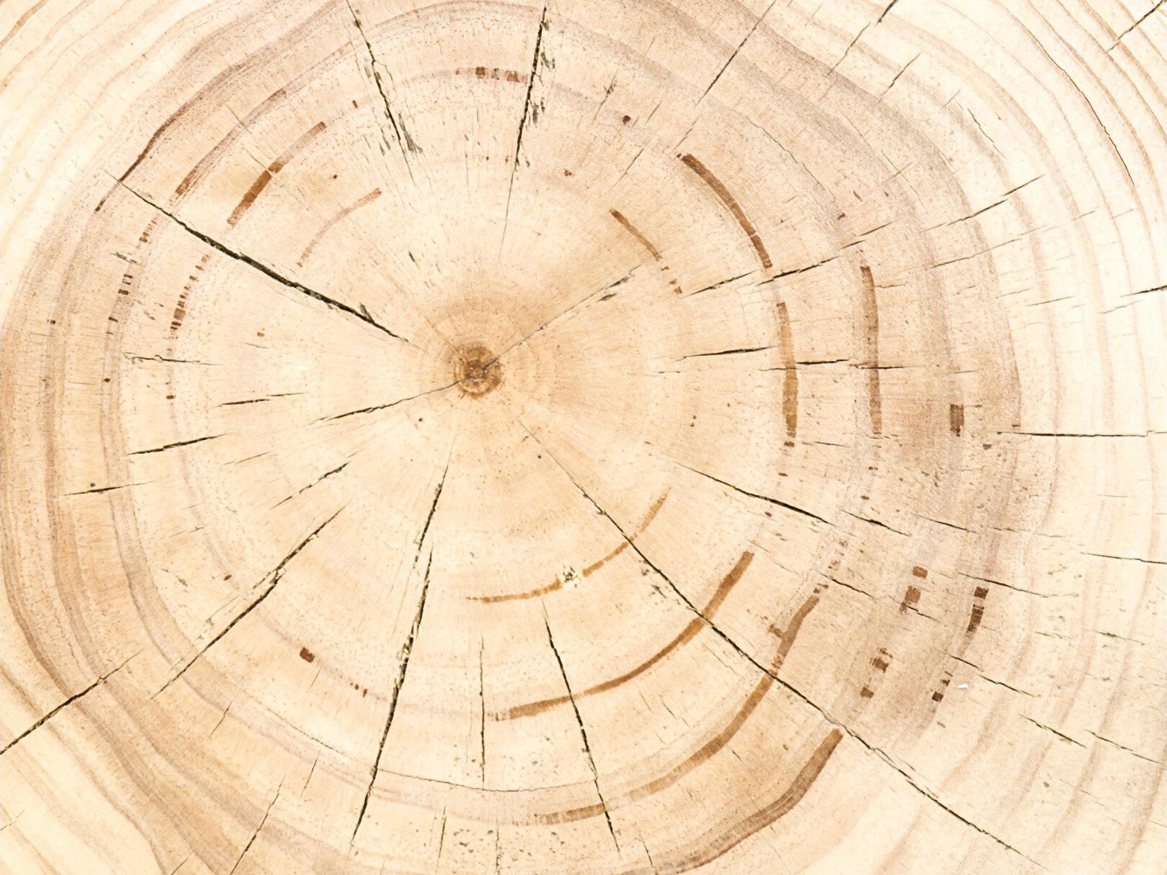 Four Hands Bishop Inez Round Wood Black Pine Natural End Table